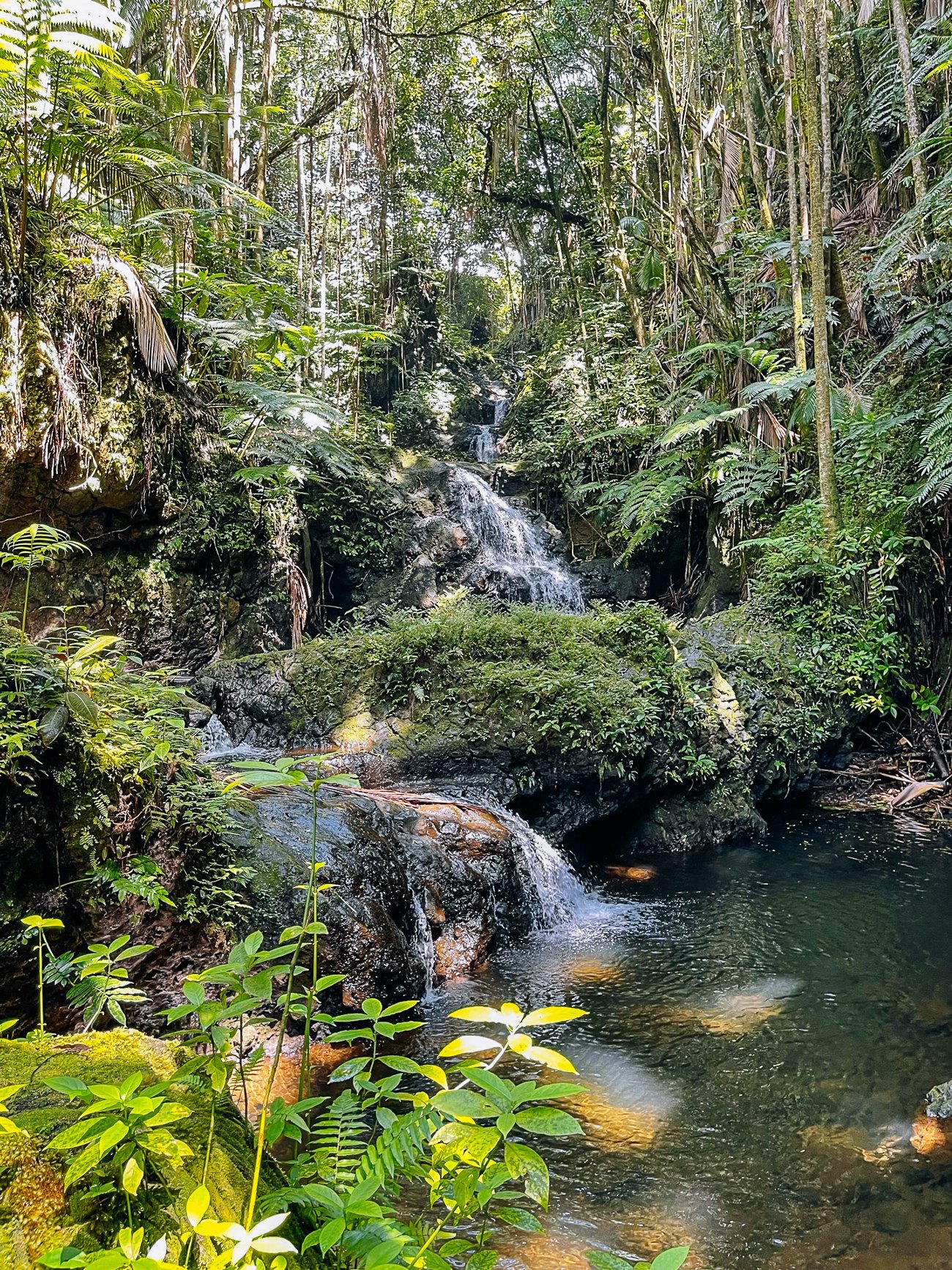 Flowing water in Hawaii Tropical Bioreserve