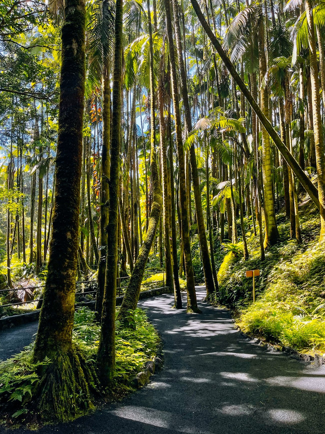 trees in Hawaii tropical bioreserve