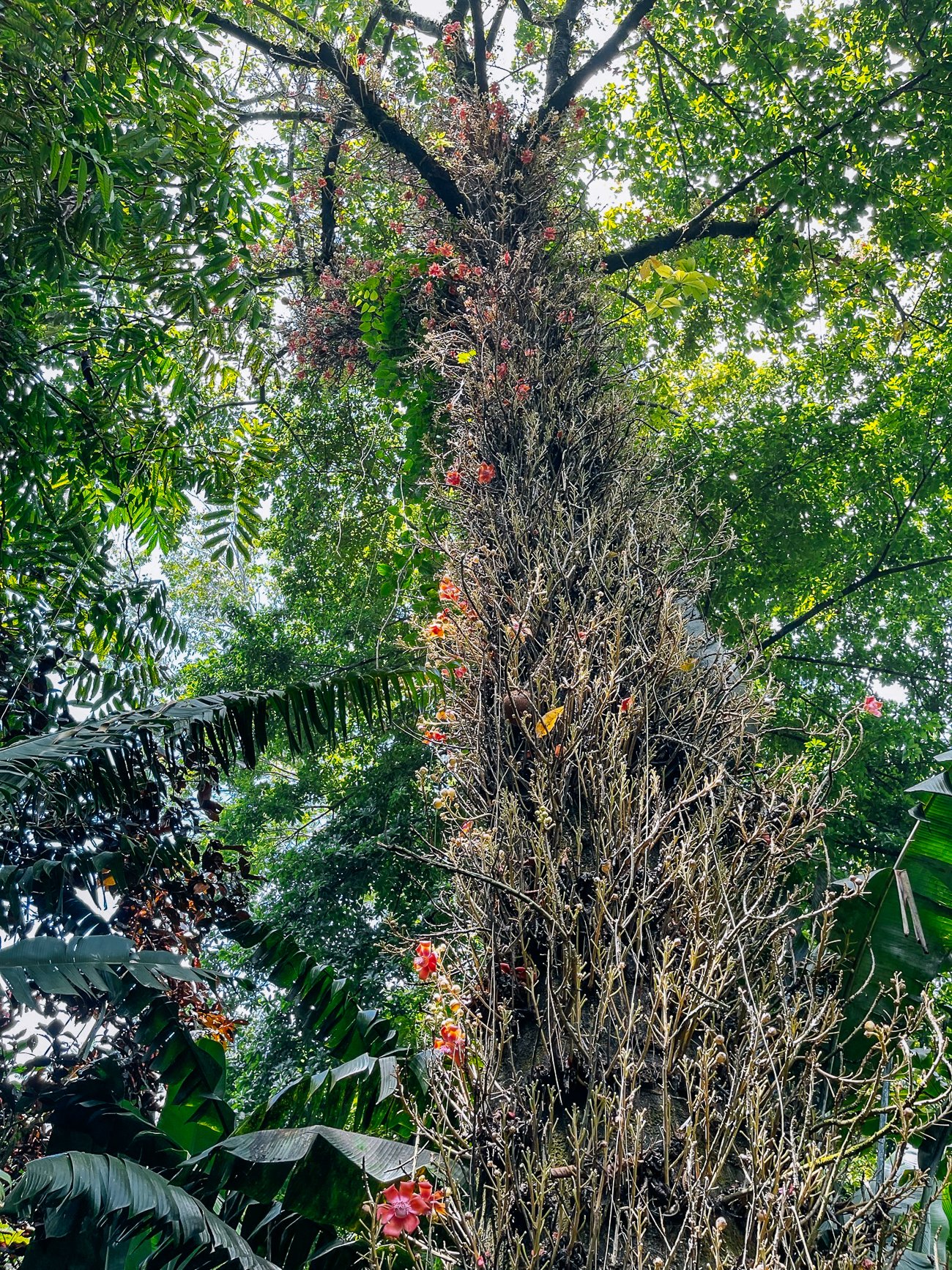 Cannonball tree in flower