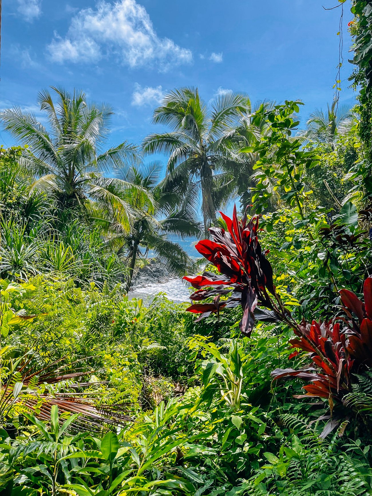 View of ocean through tropical plants