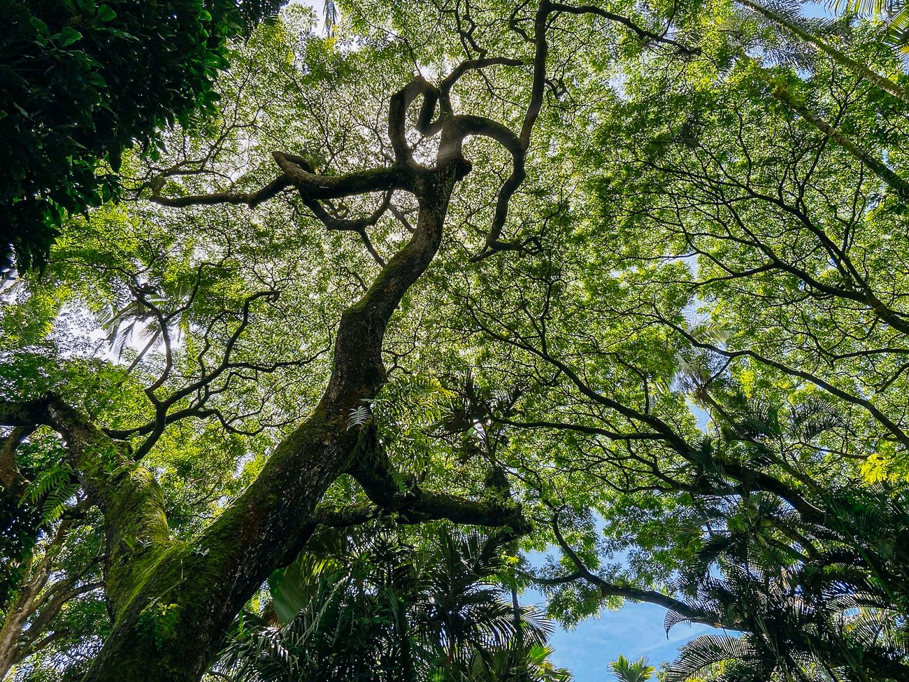 Monkeypaw tree