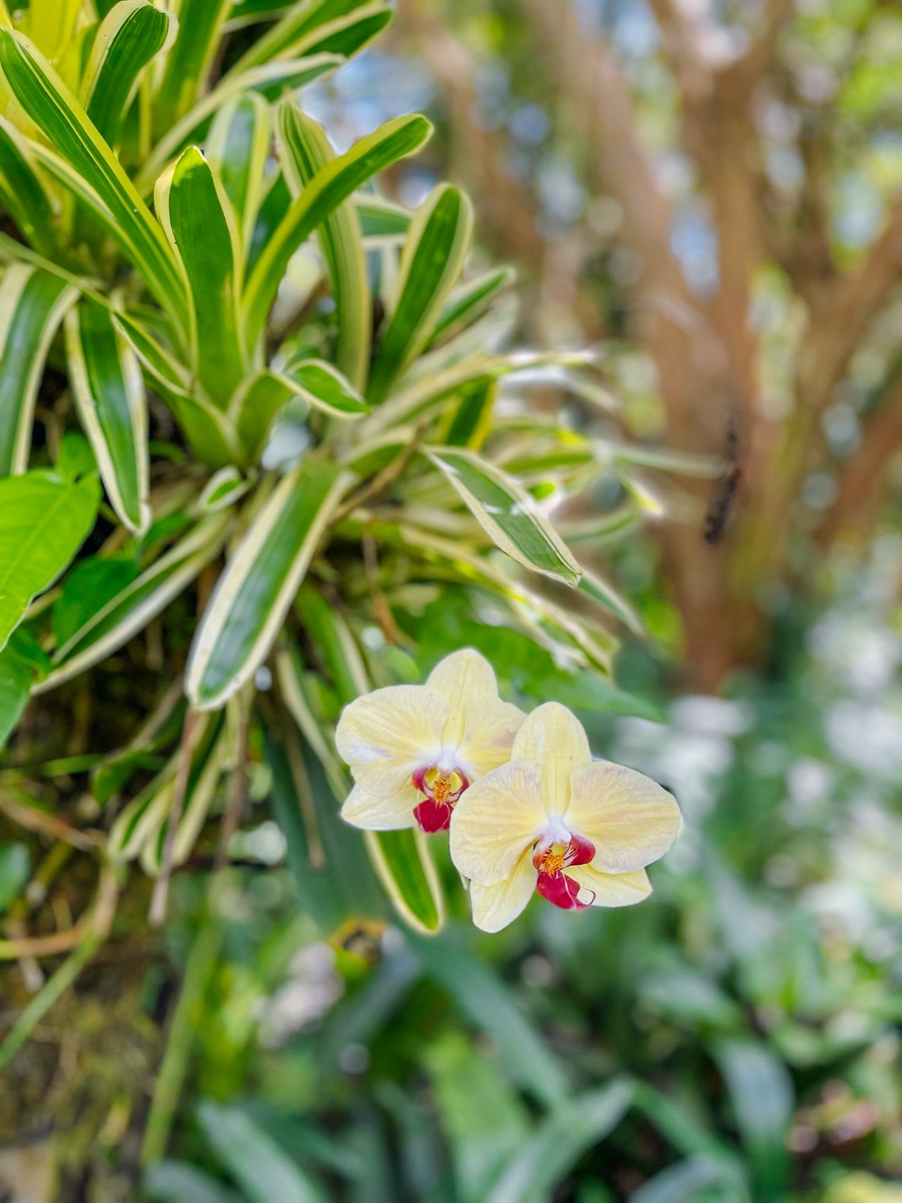 Orchids growing on tree