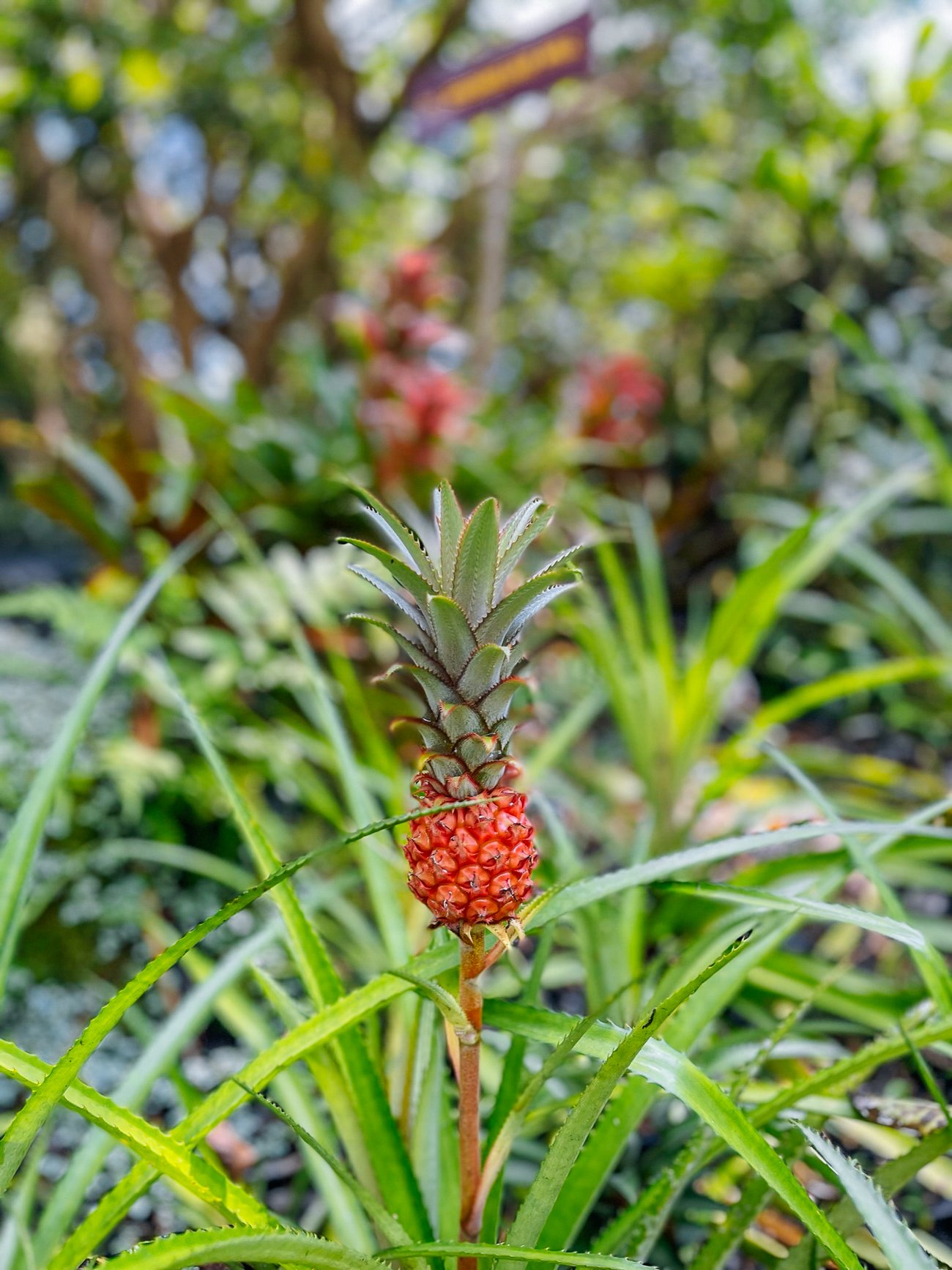 pink pineapple growing on plant