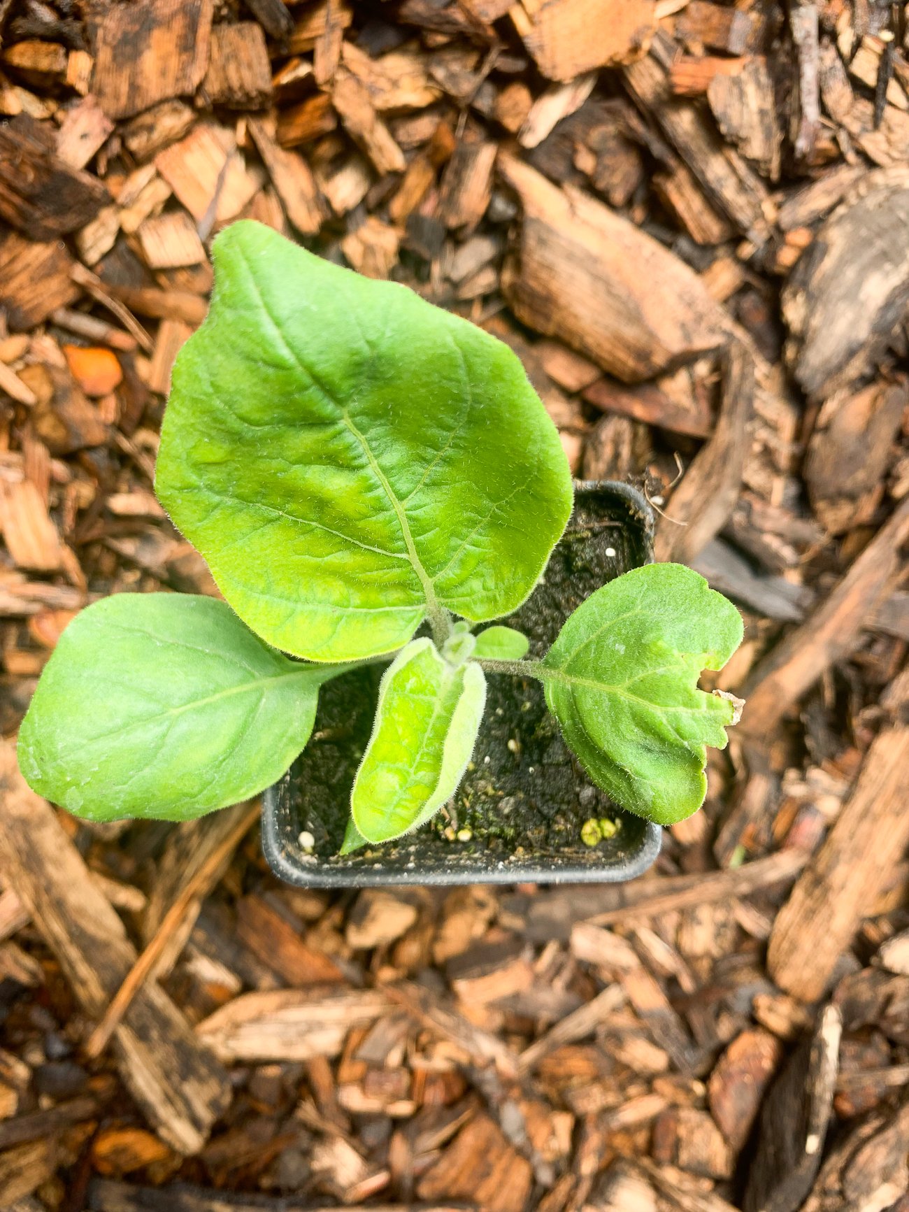 eggplant seedling in small pot