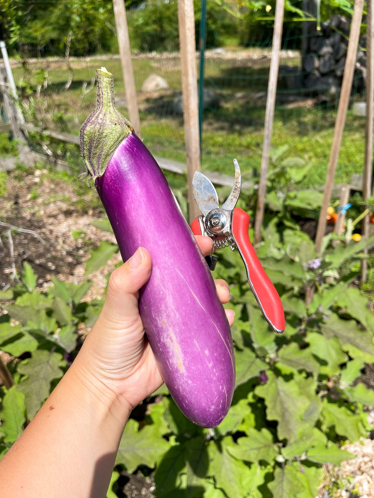 holding a just harvested Chinese eggplant