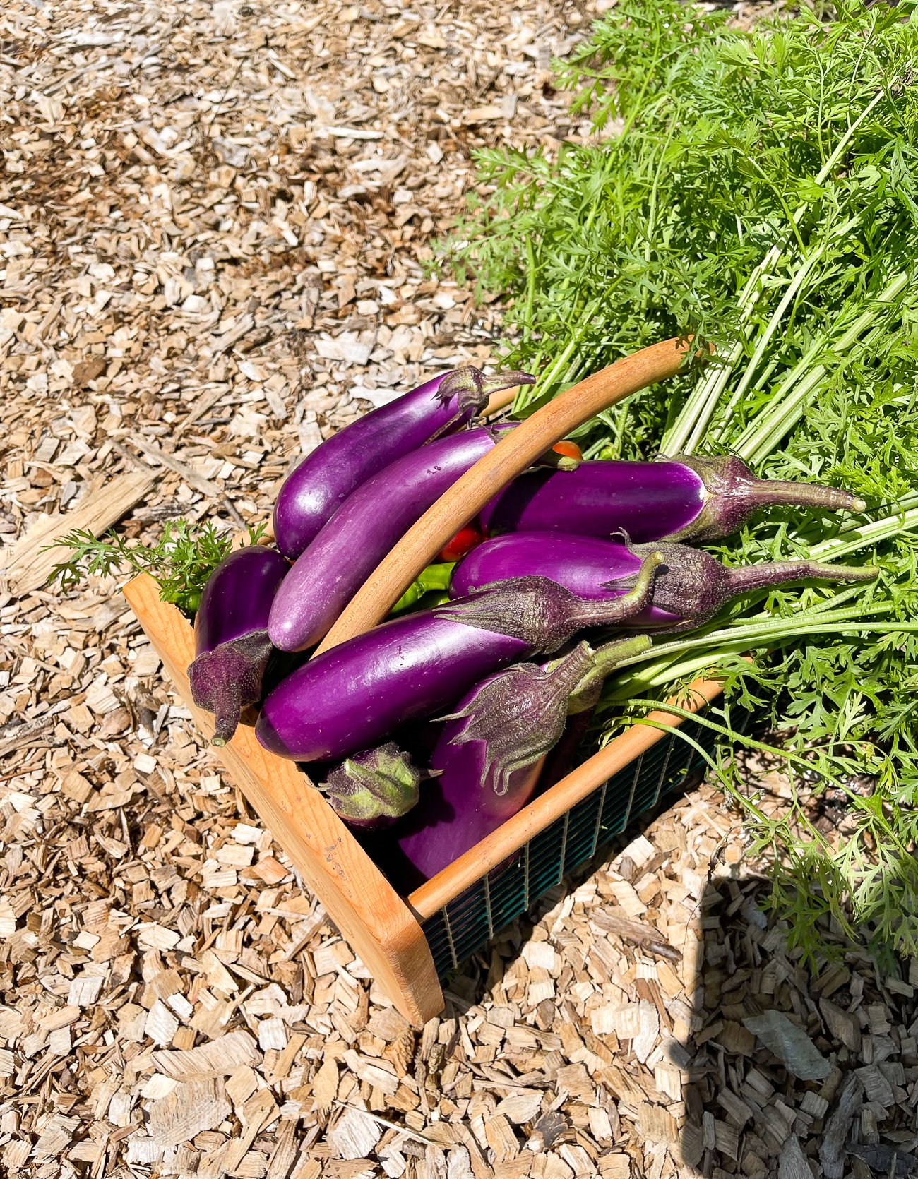 How to Grow Chinese Eggplant