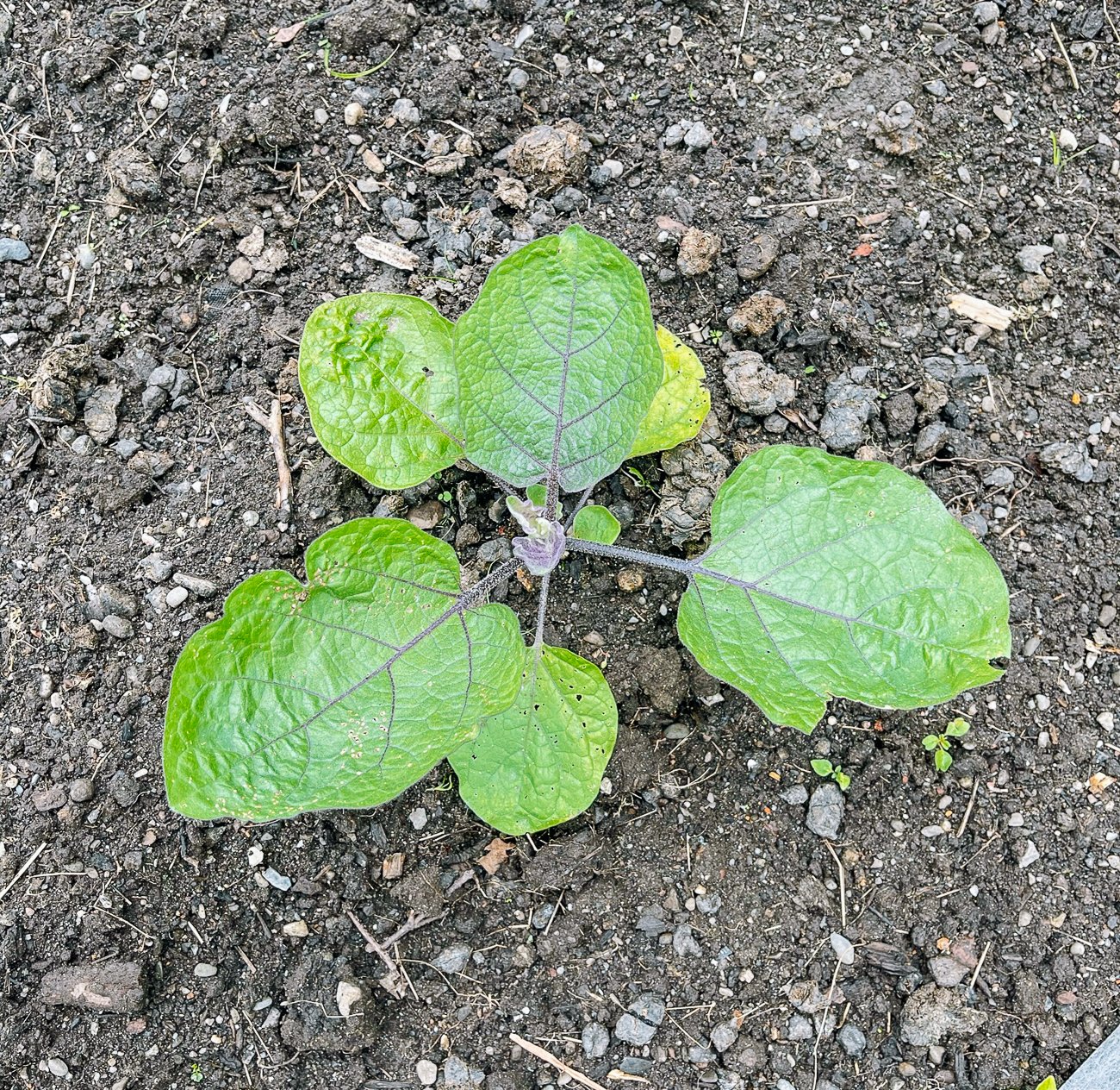 young eggplant plant in the ground