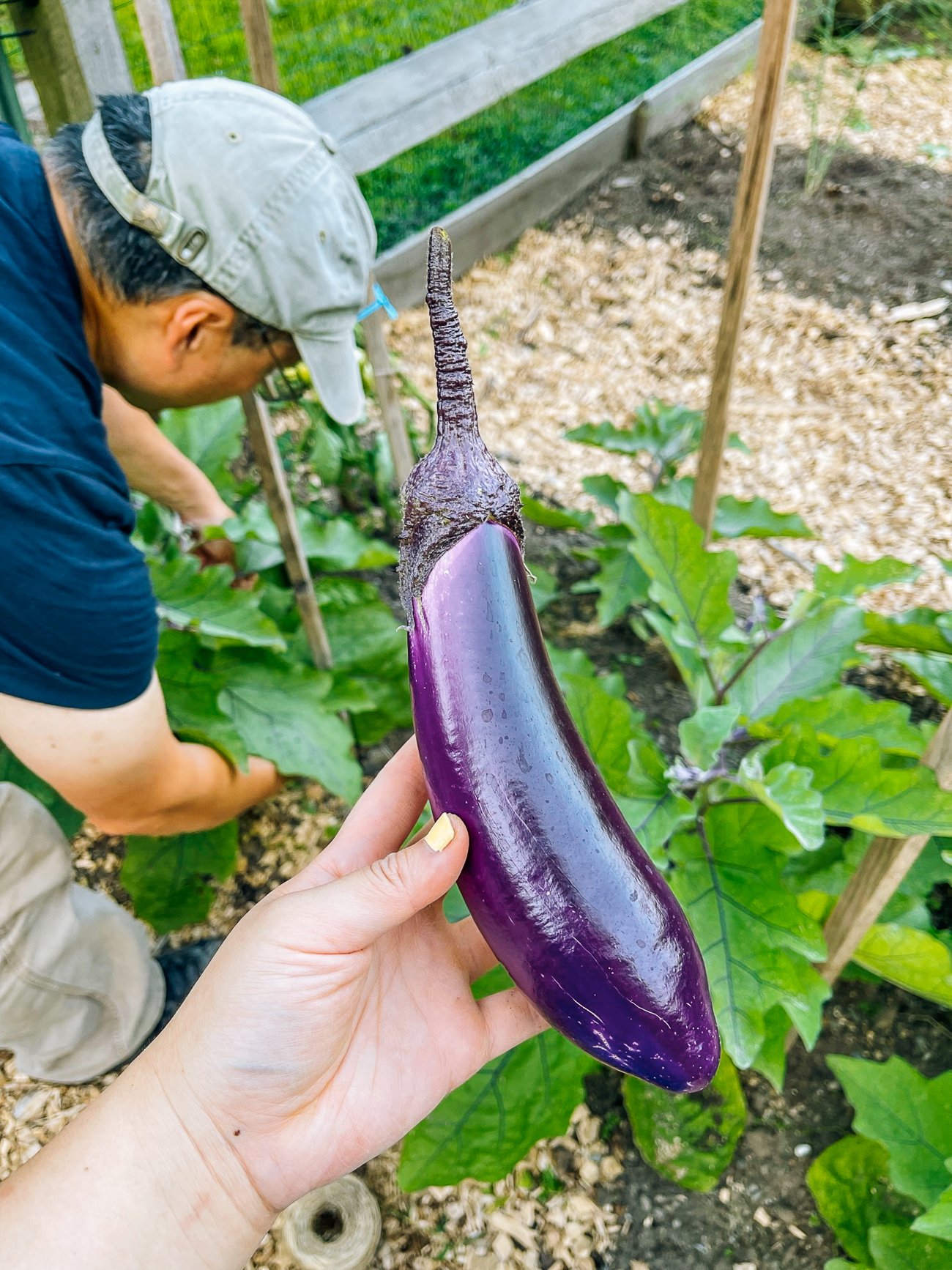 Harvesting Asian eggplant