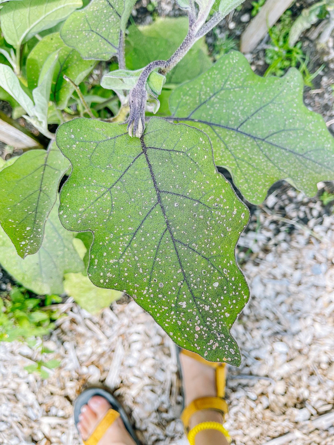 flea beetle damage on eggplant leaf