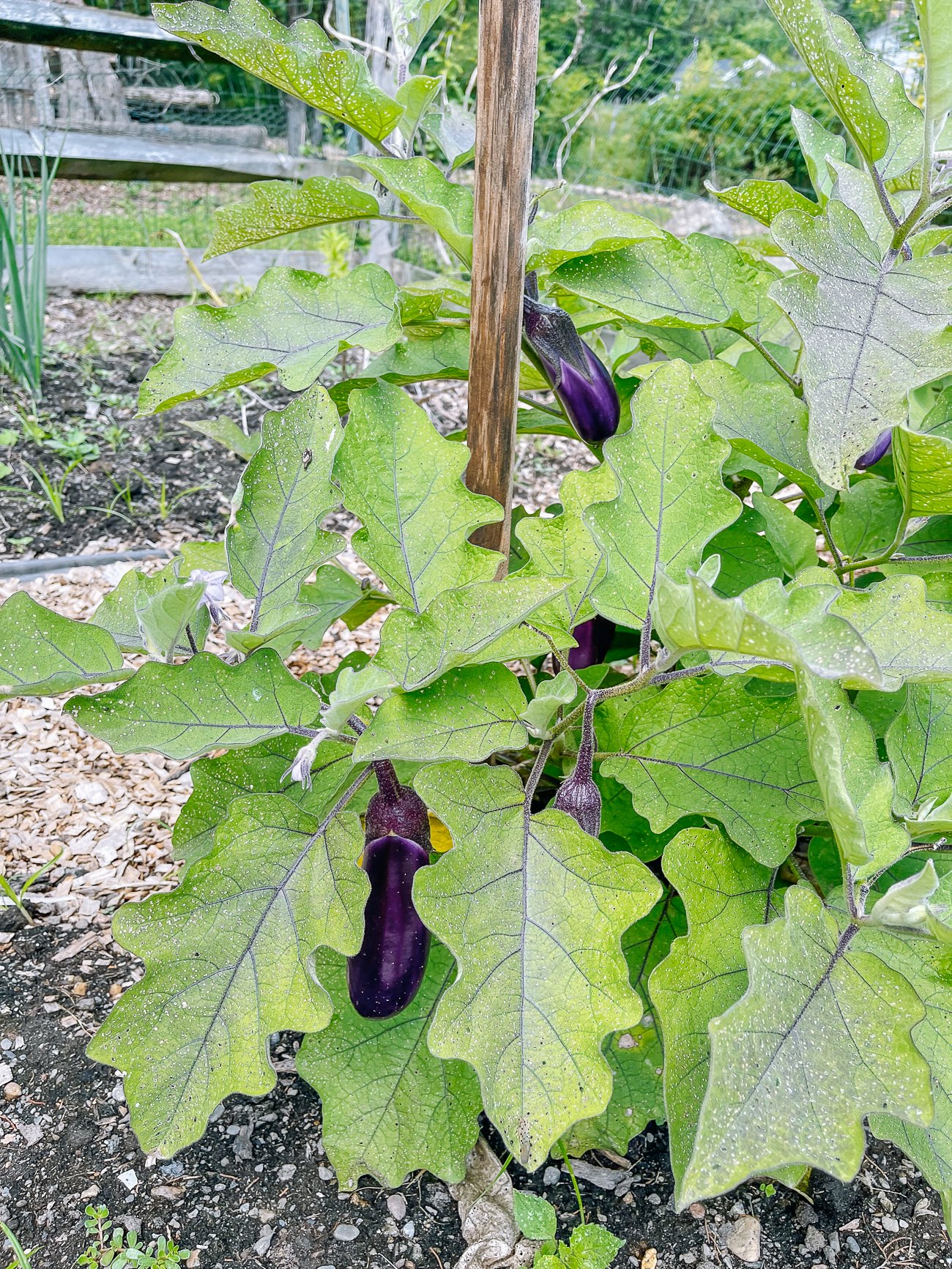 eggplant plant staked