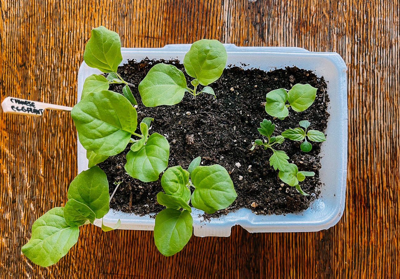 eggplant seedlings in styrofoam takeout container
