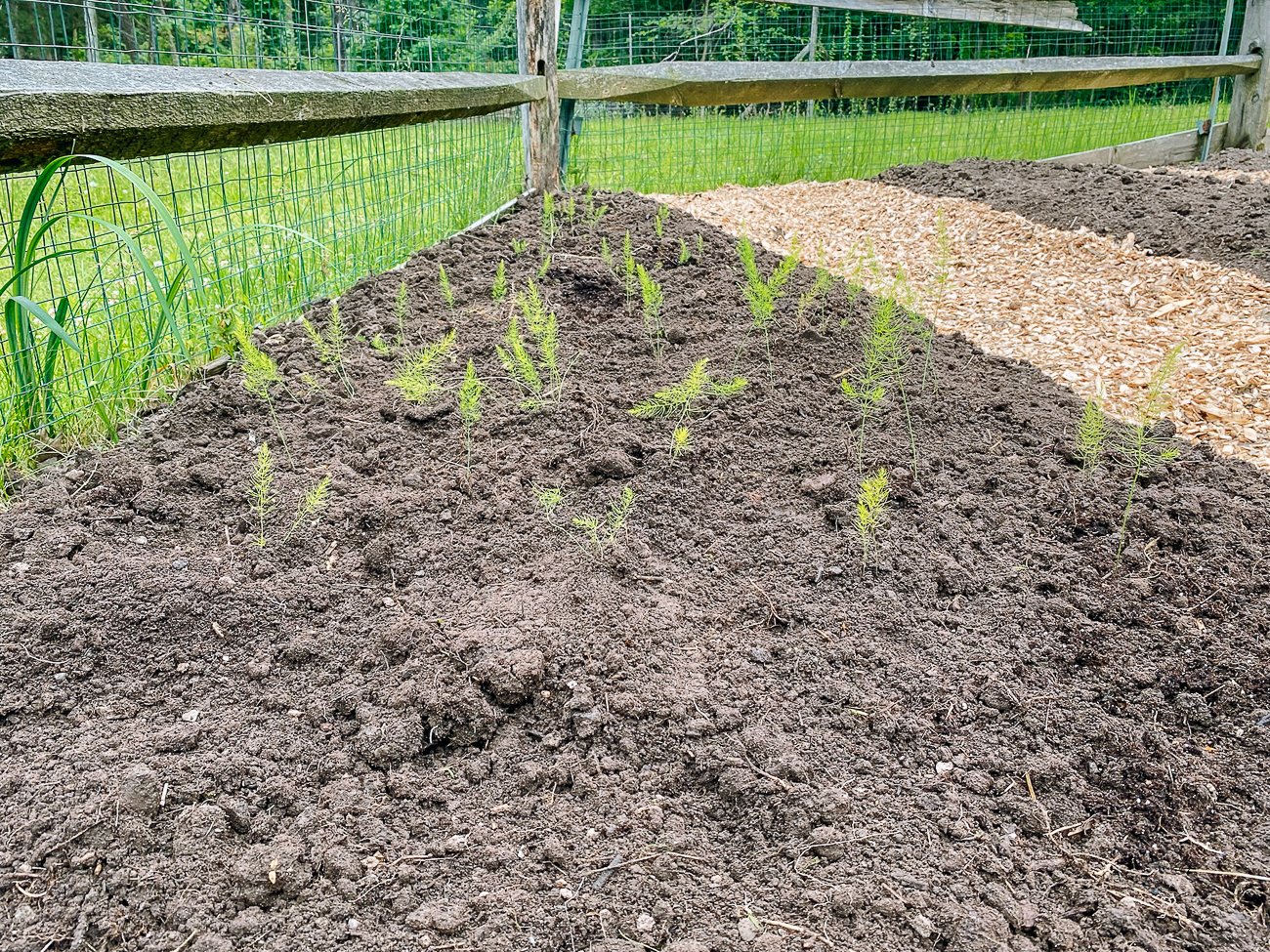 New asparagus bed