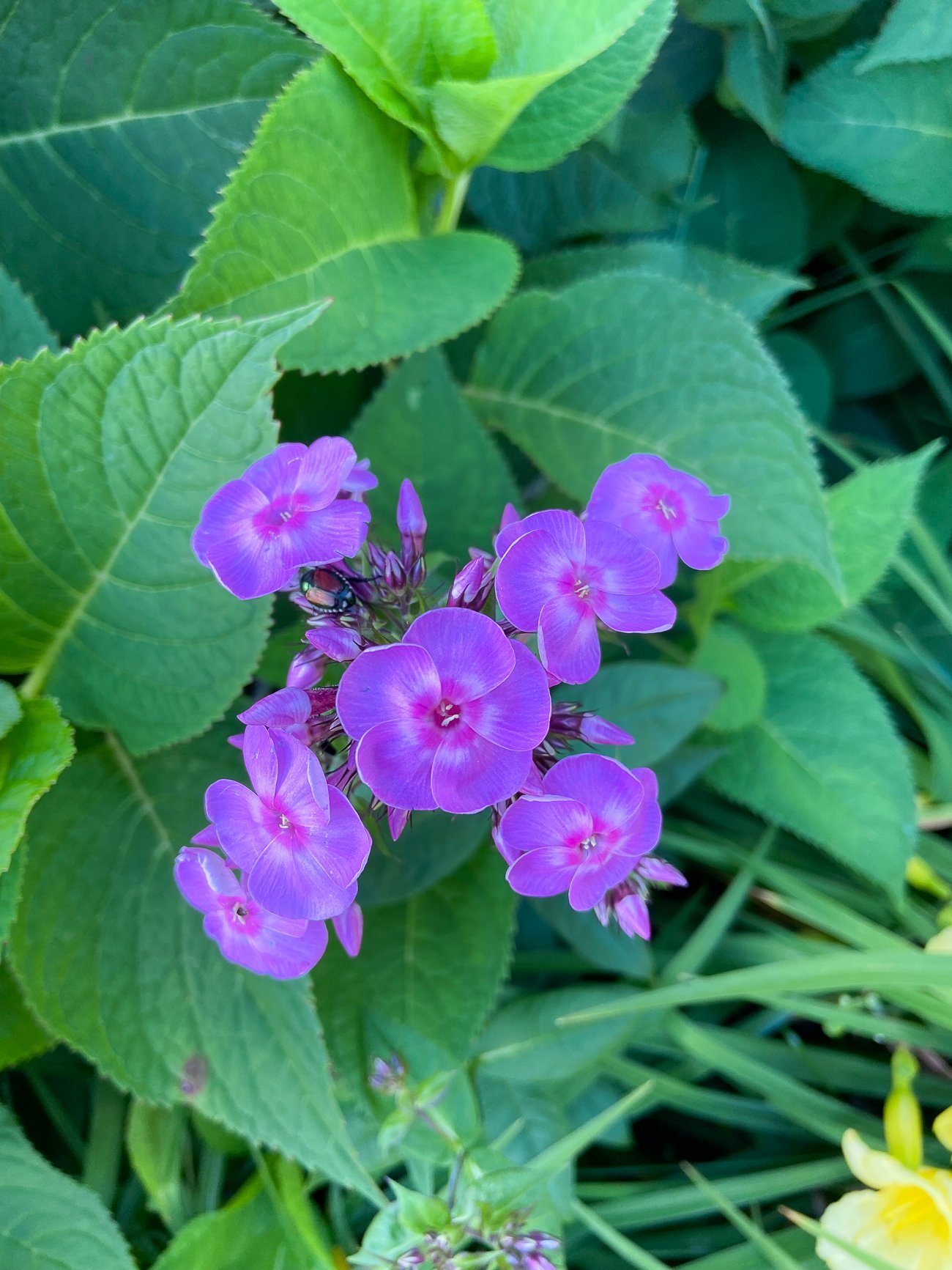 purple phlox flower