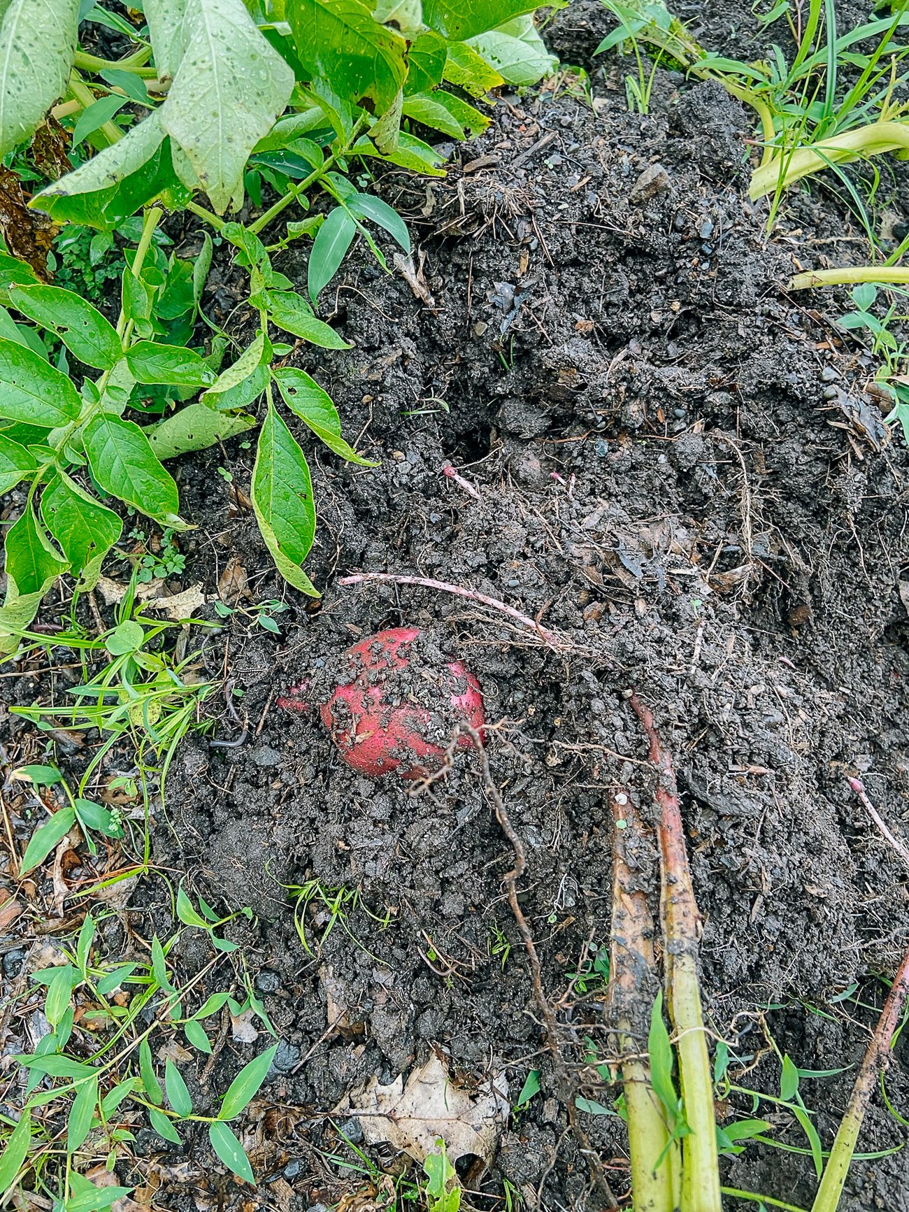digging up red potatoes in dirt