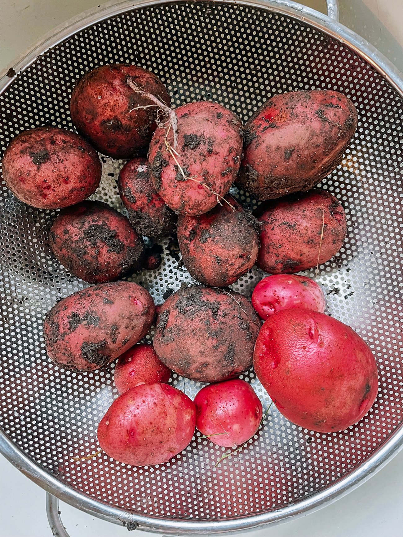 red potatoes in large metal bowl