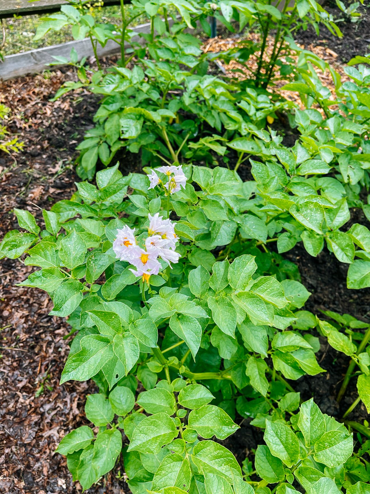 Potato plants flowering