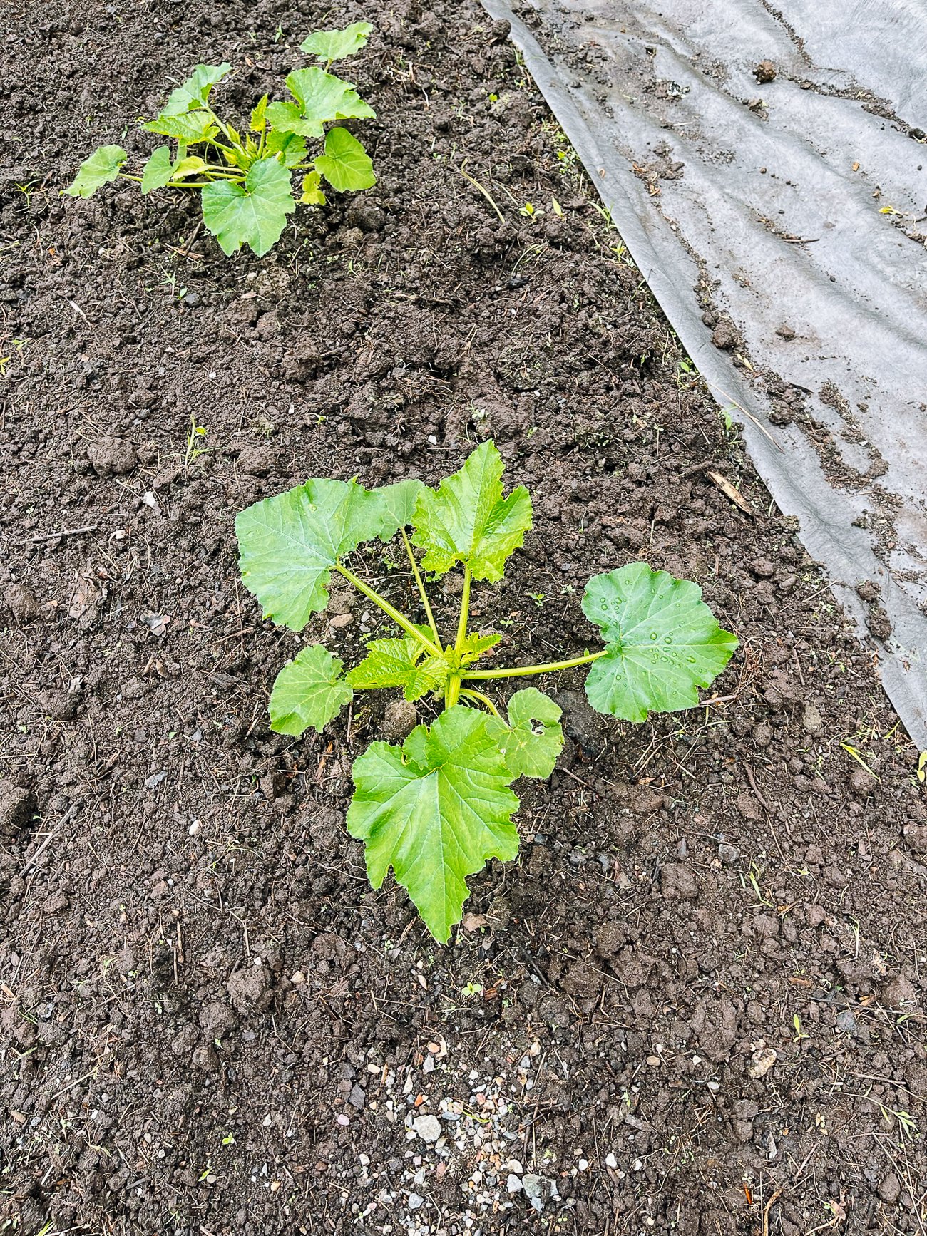 young zucchini plant