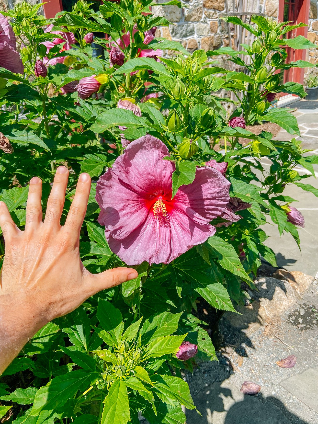 Saucer-sized pink Hibiscus flower with hand for scale