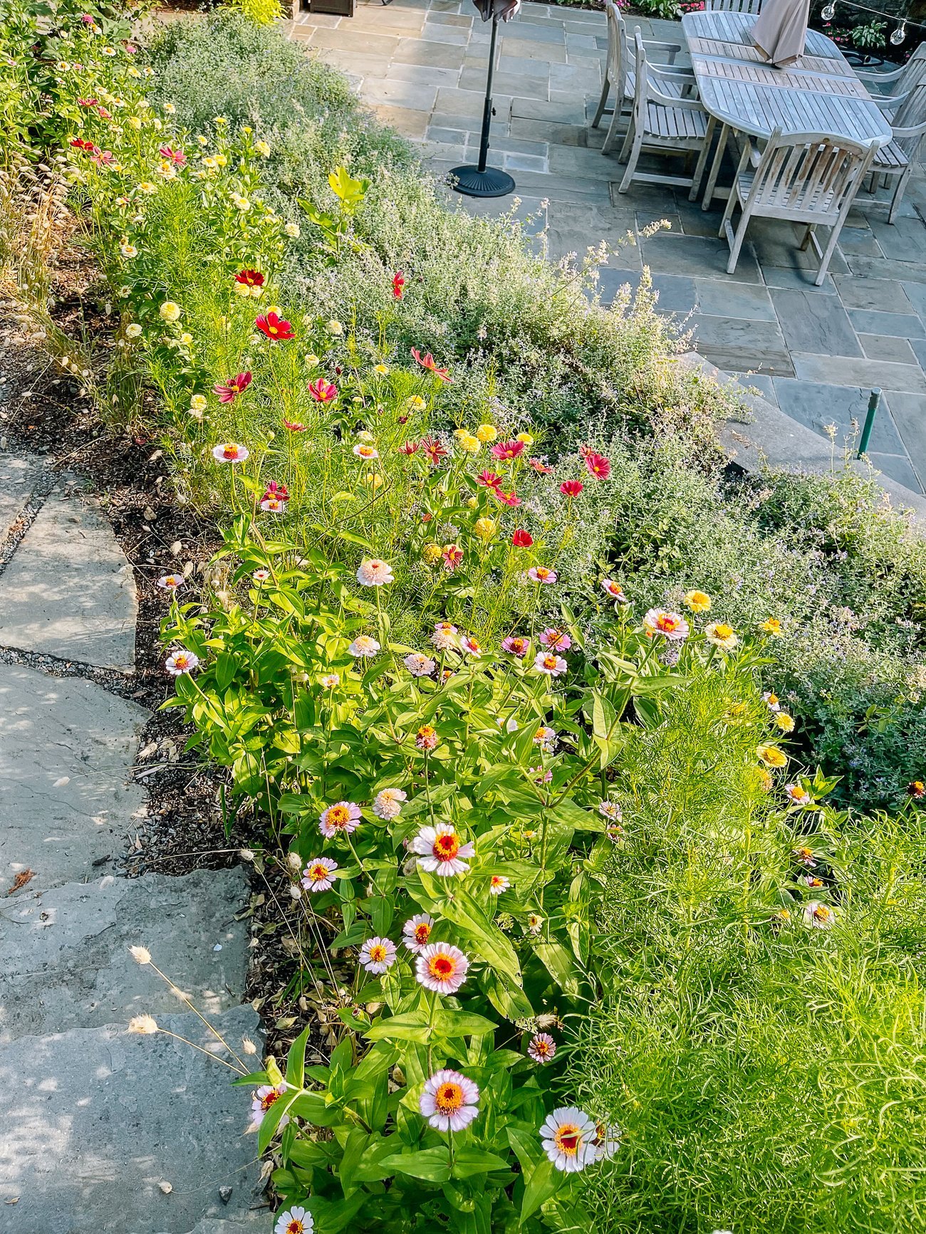 patch of zinnias and cosmos