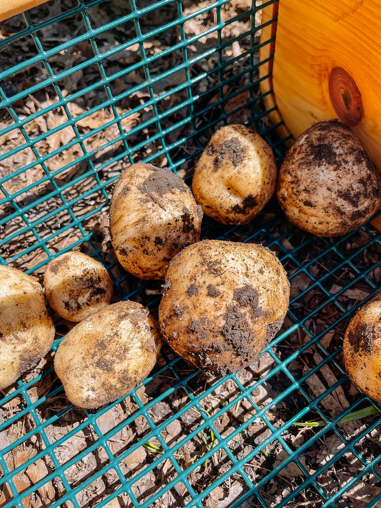 harvested potatoes in basket