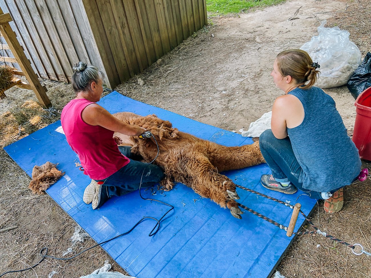 shearing an alpaca