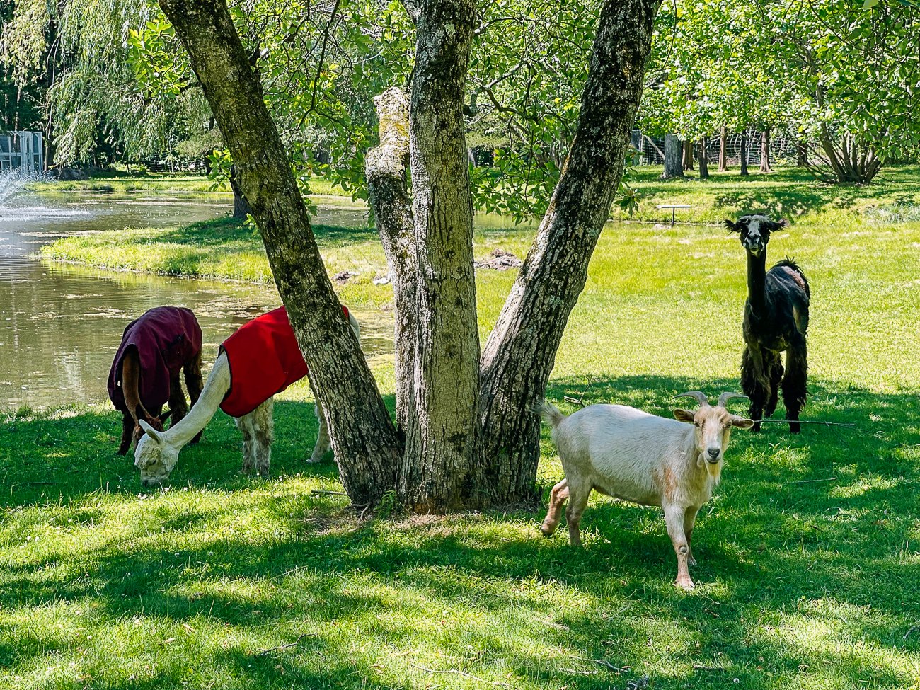 alpacas wearing blankets