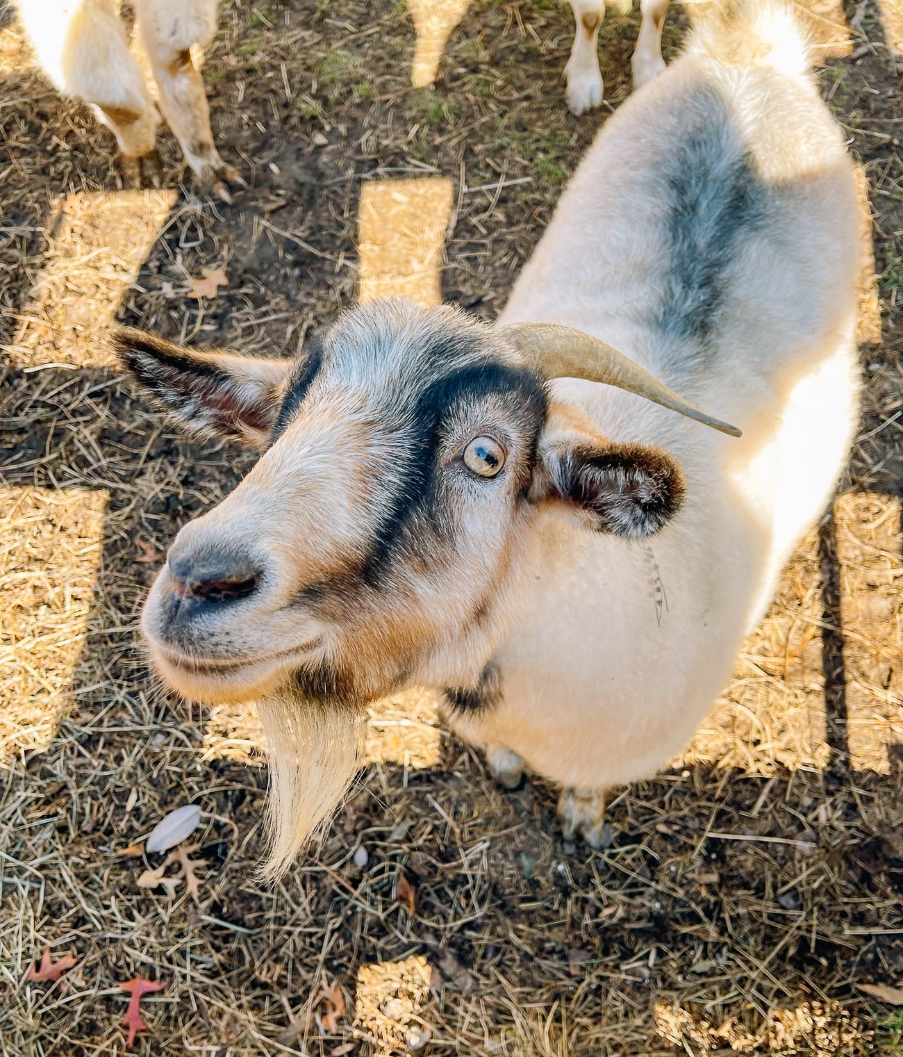 pygora goat looking at the camera