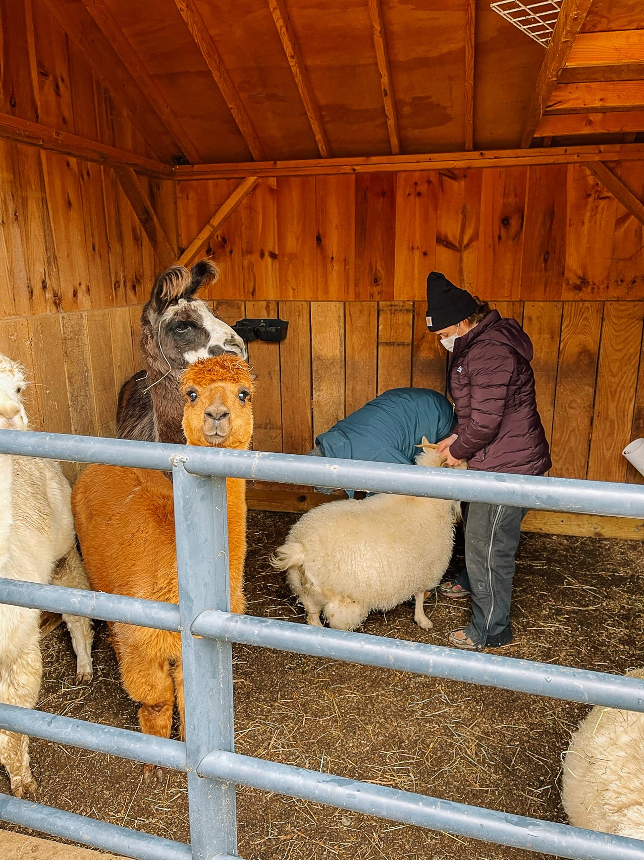 Vet with goats and alpacas in barn