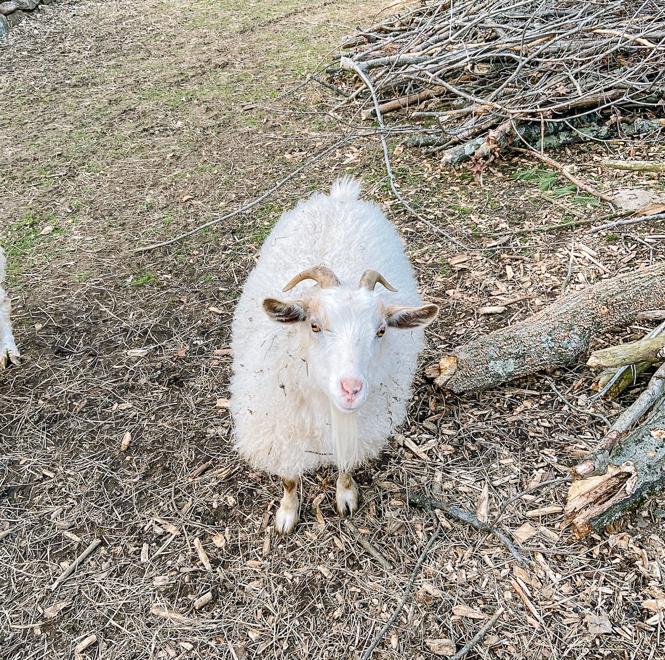 Danny the white pygora goat