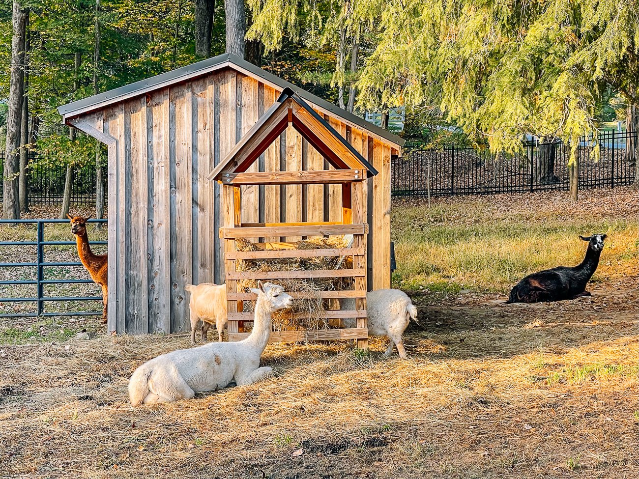 alpacas outside hay feeder
