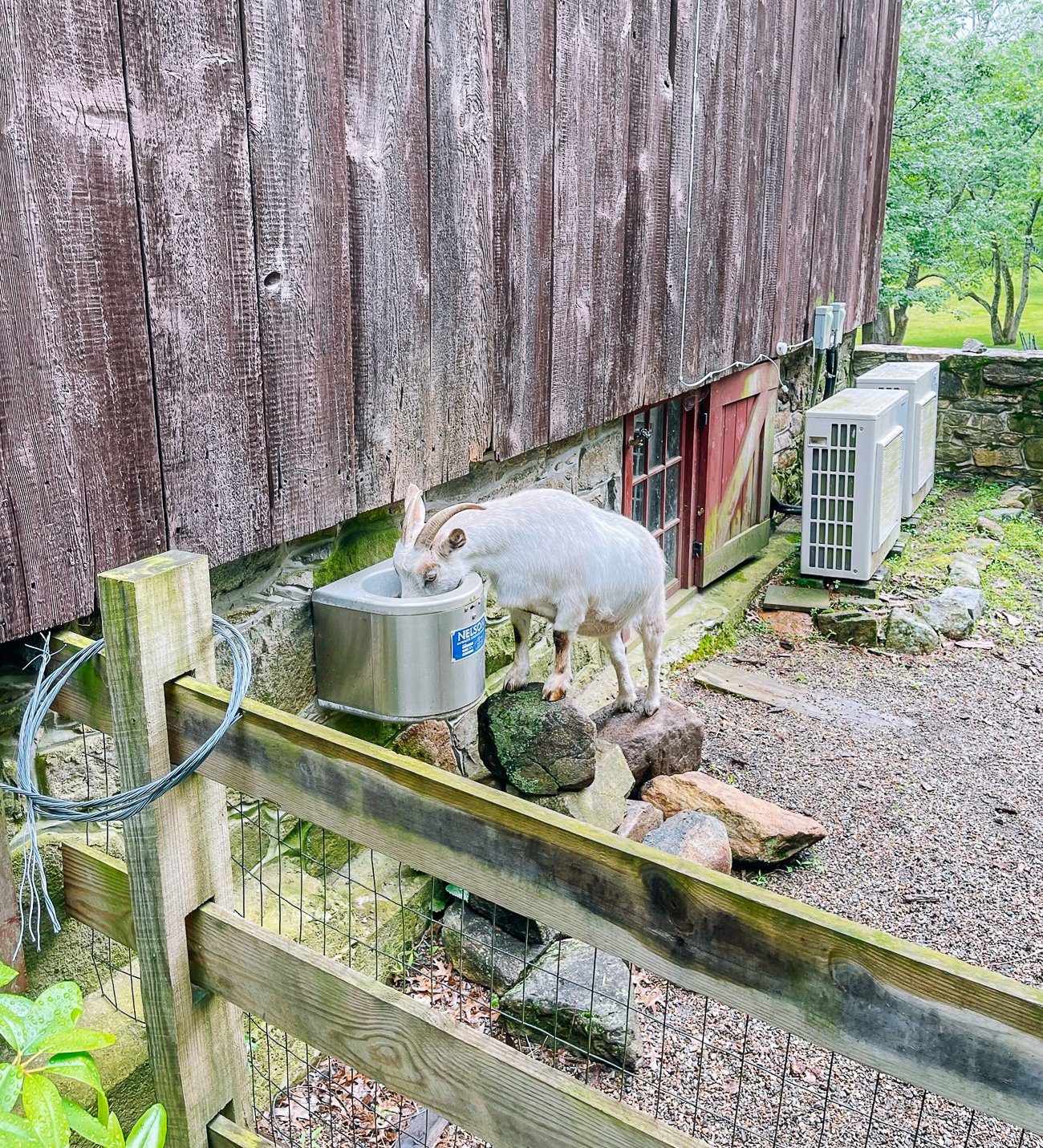 white pygora goat drinking water from automatic waterer
