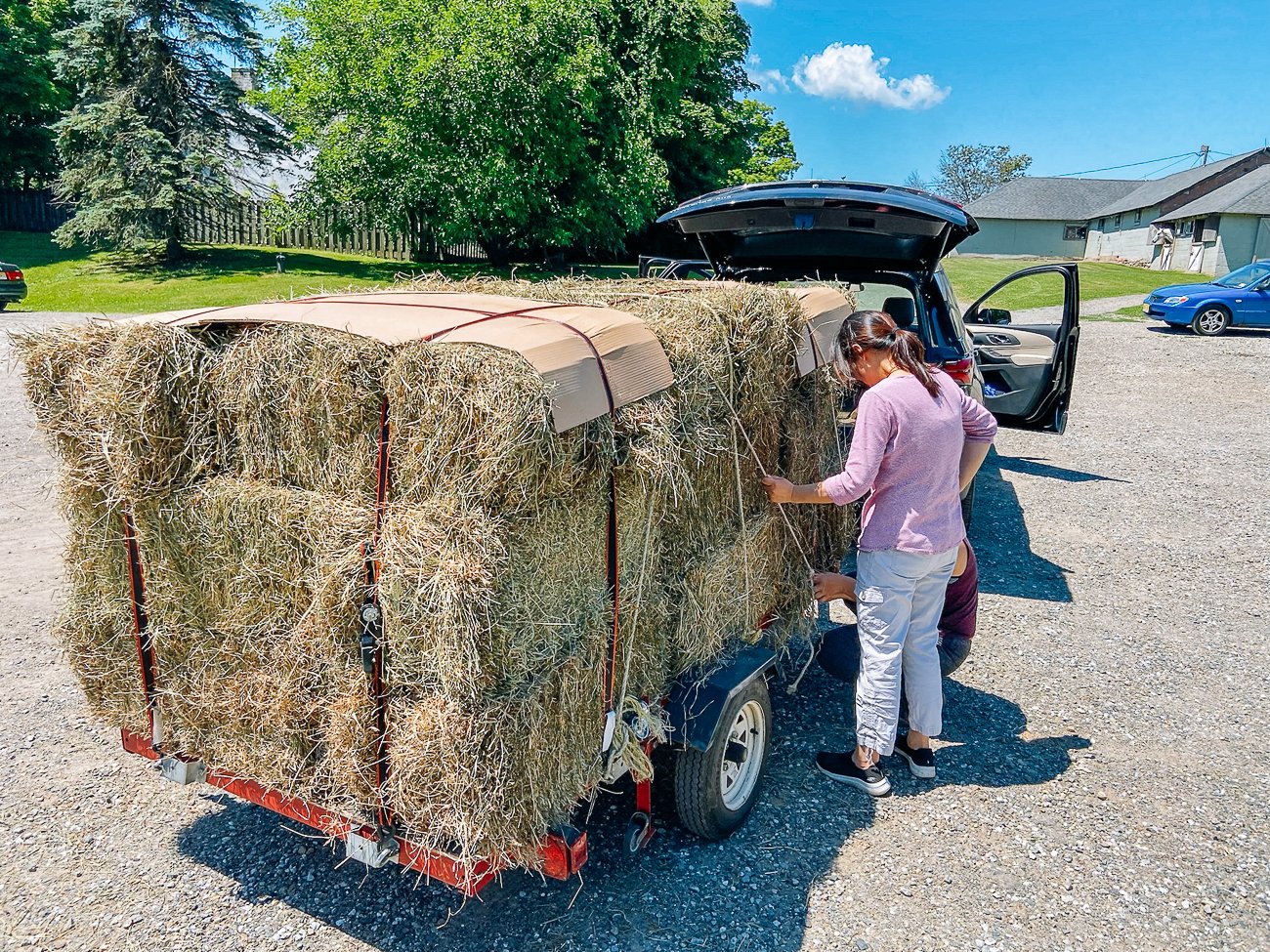 bales of hay on back of trailer