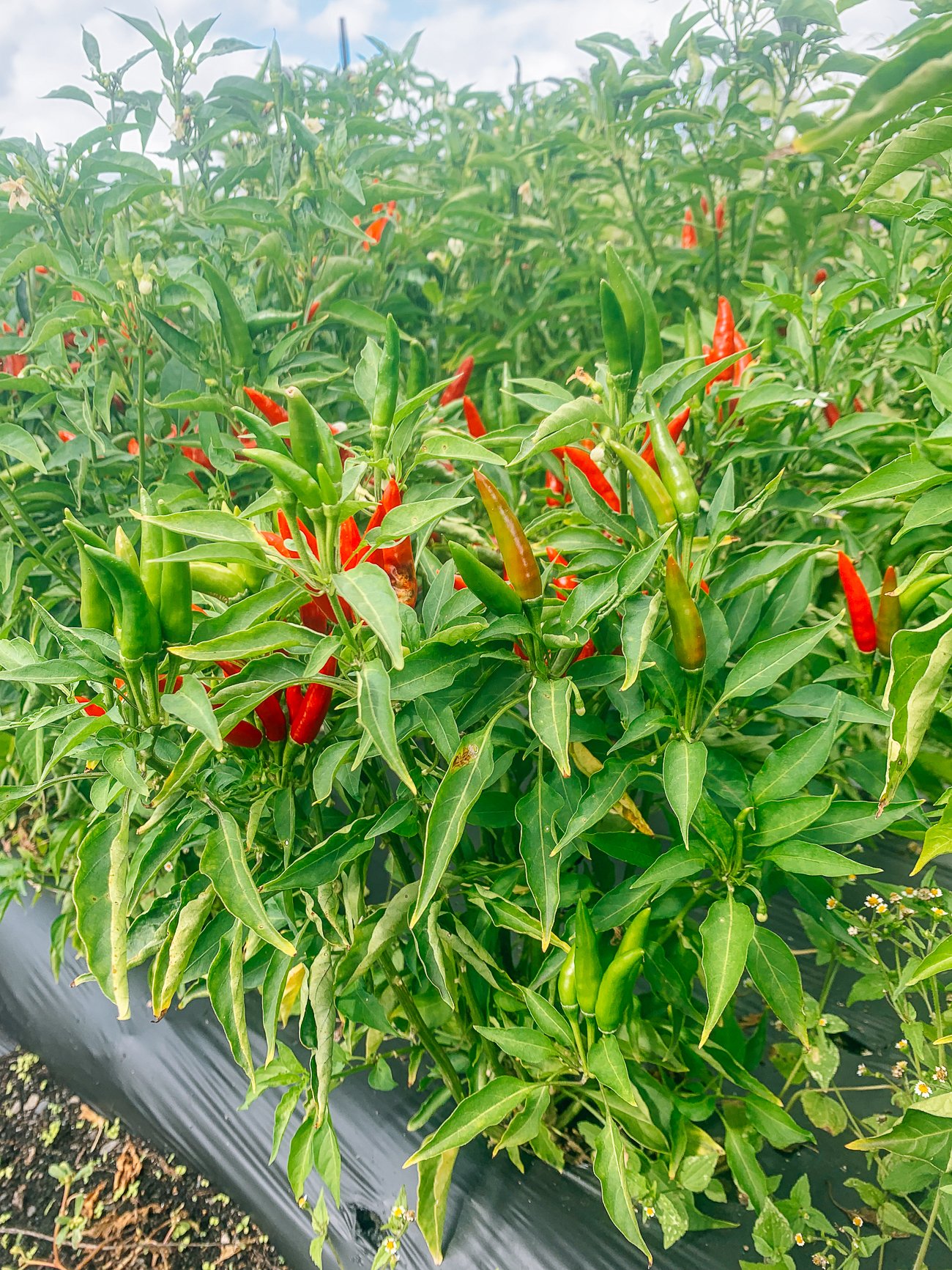 facing heaven chilies on plant