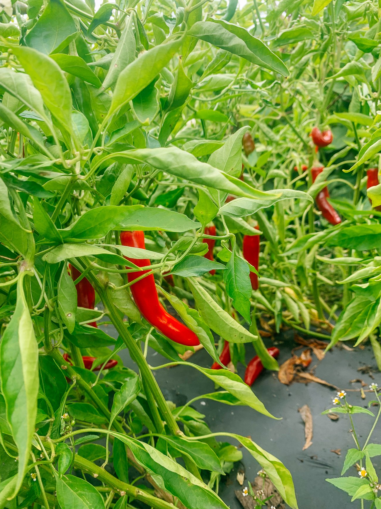 Korean gochu chili peppers growing on plant