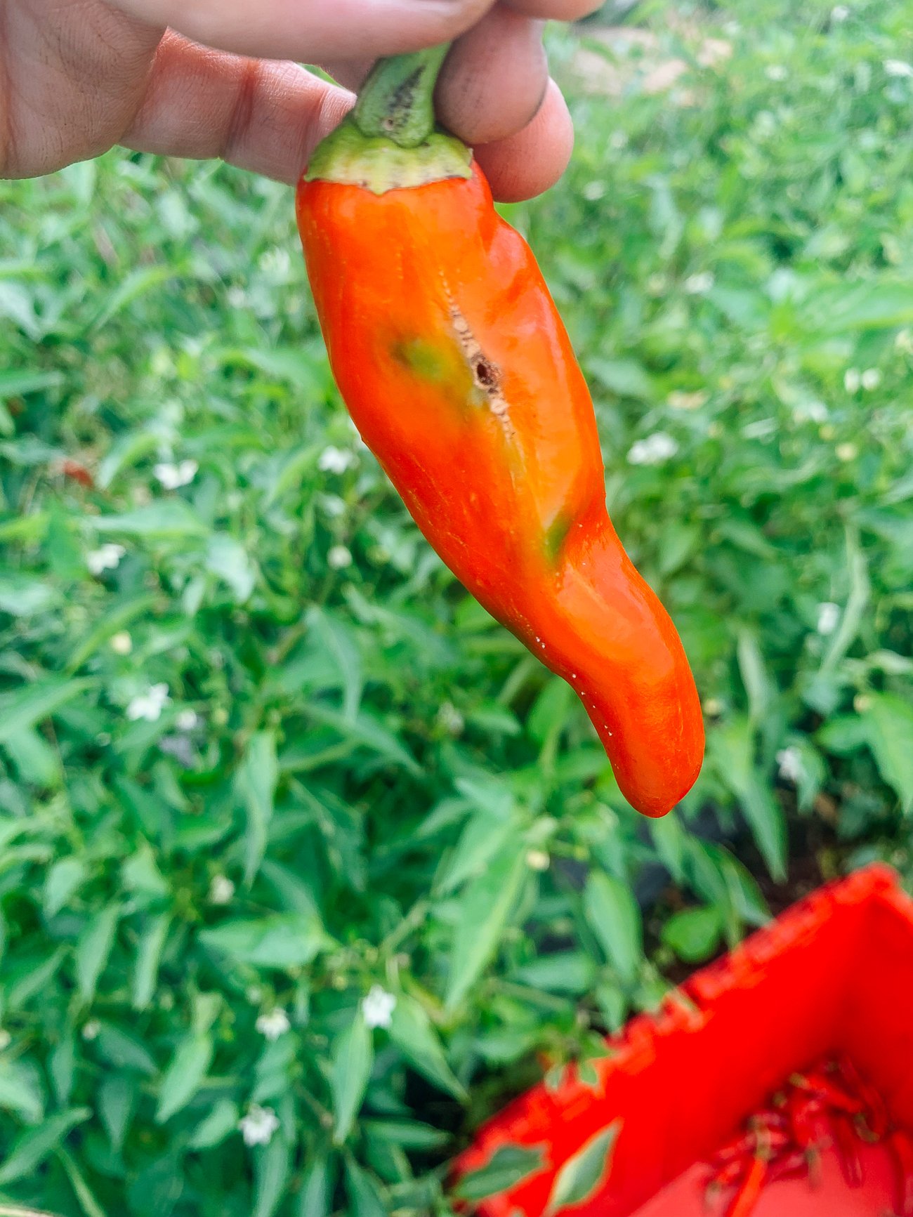 worm damage on chili pepper