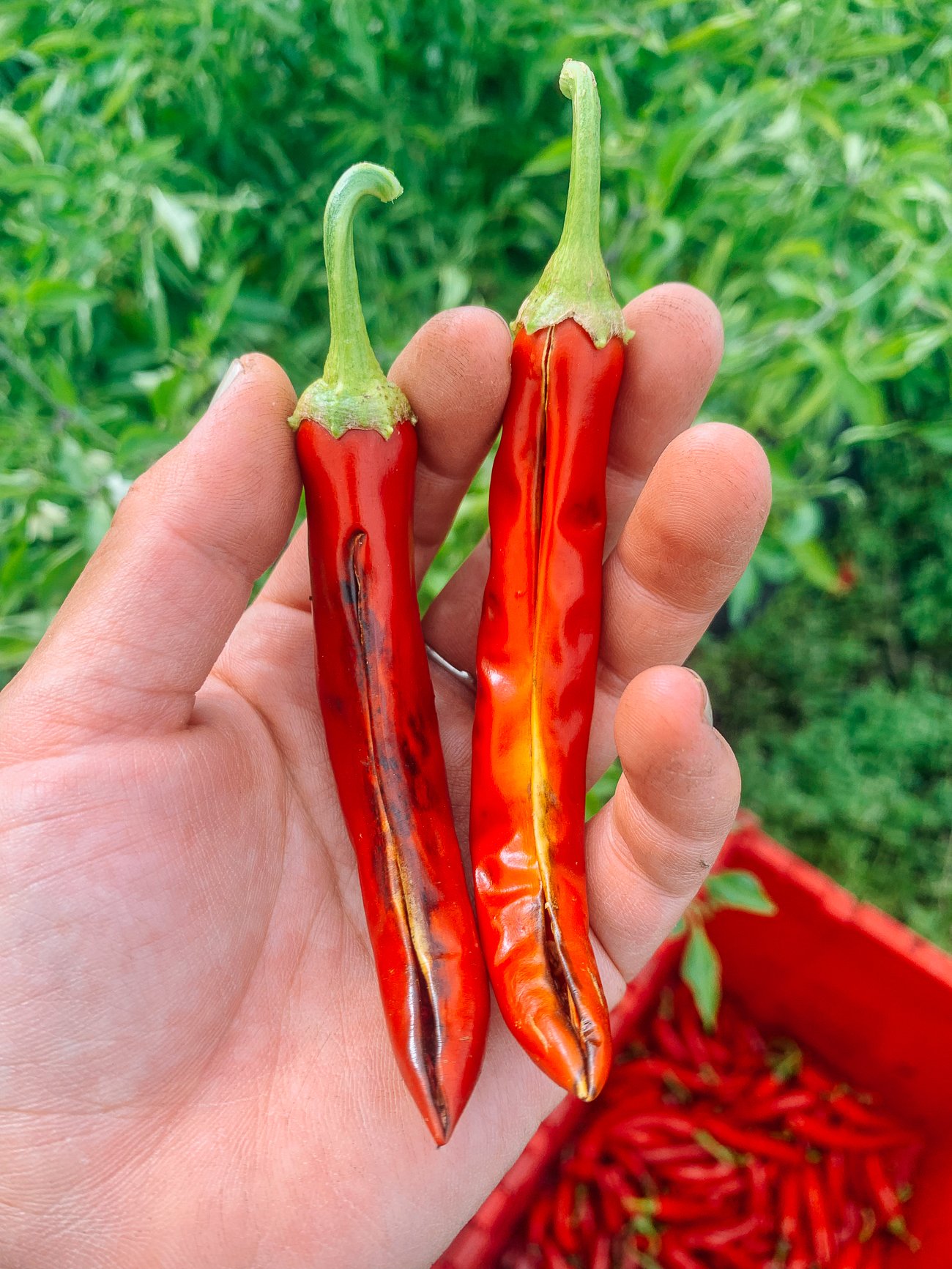 peppers that have split after being left on the plant too long