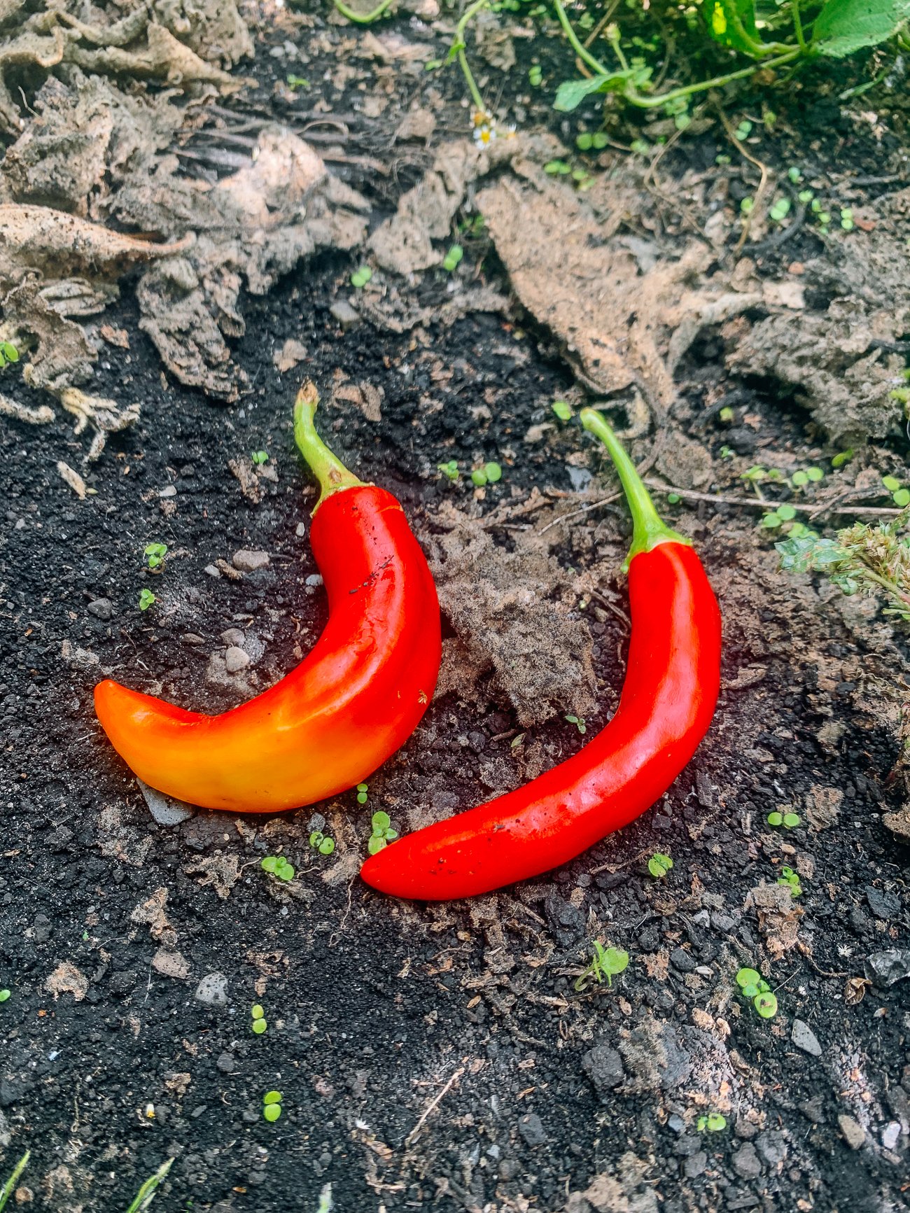 sun scald on left pepper, and a normal pepper on the right