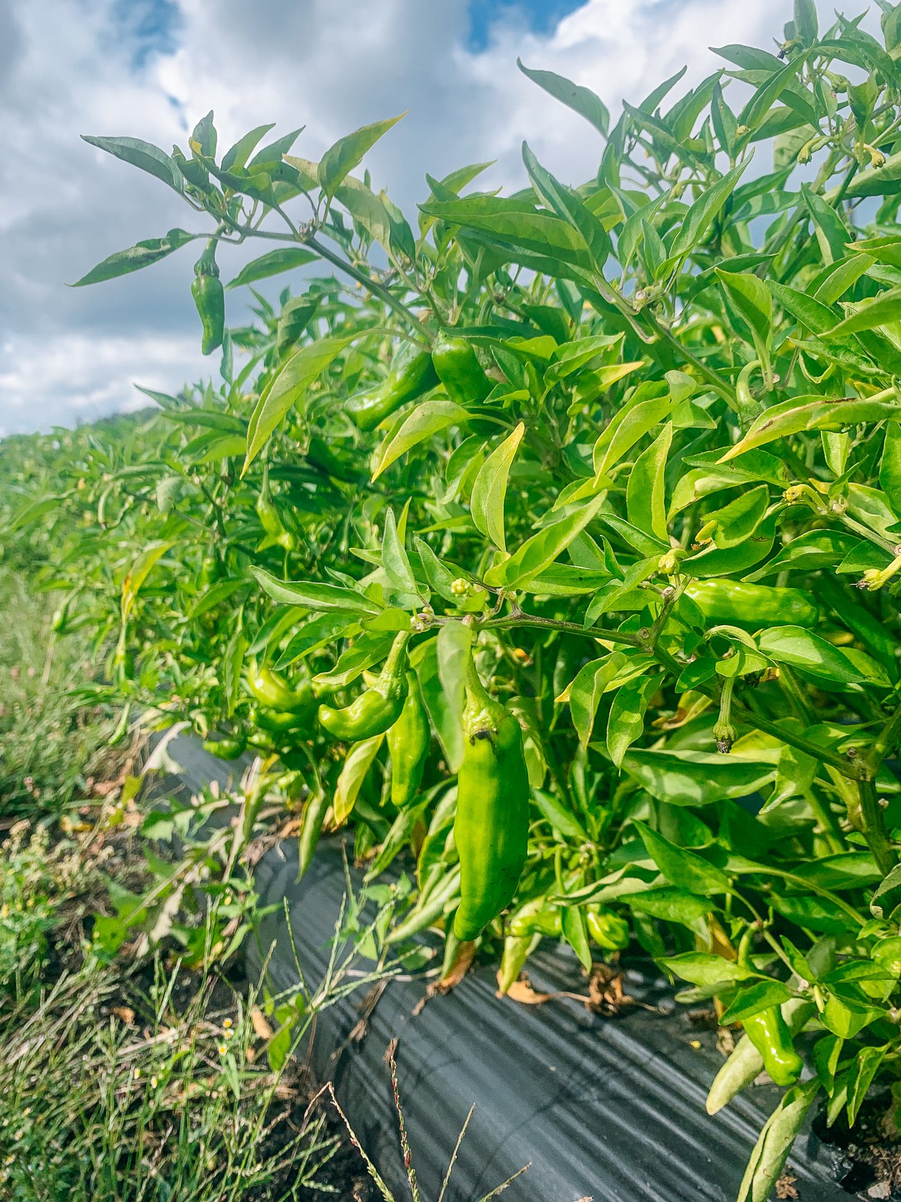 shishito peppers growing on plant