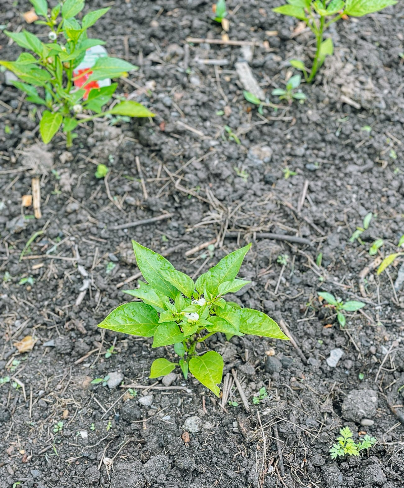 young pepper plant in the ground
