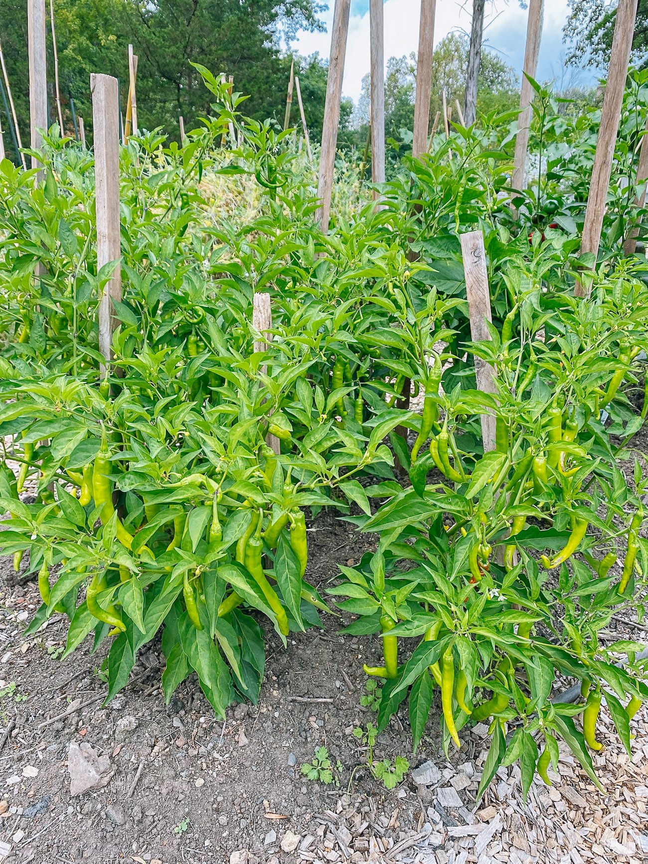 pepper plants with wooden stakes for support