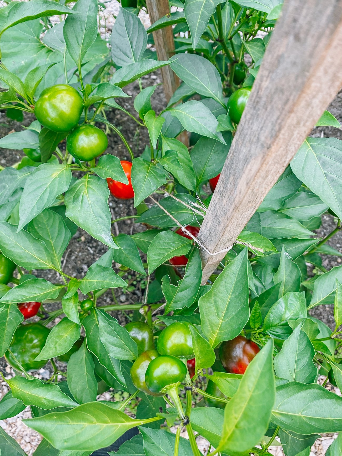 cherry peppers