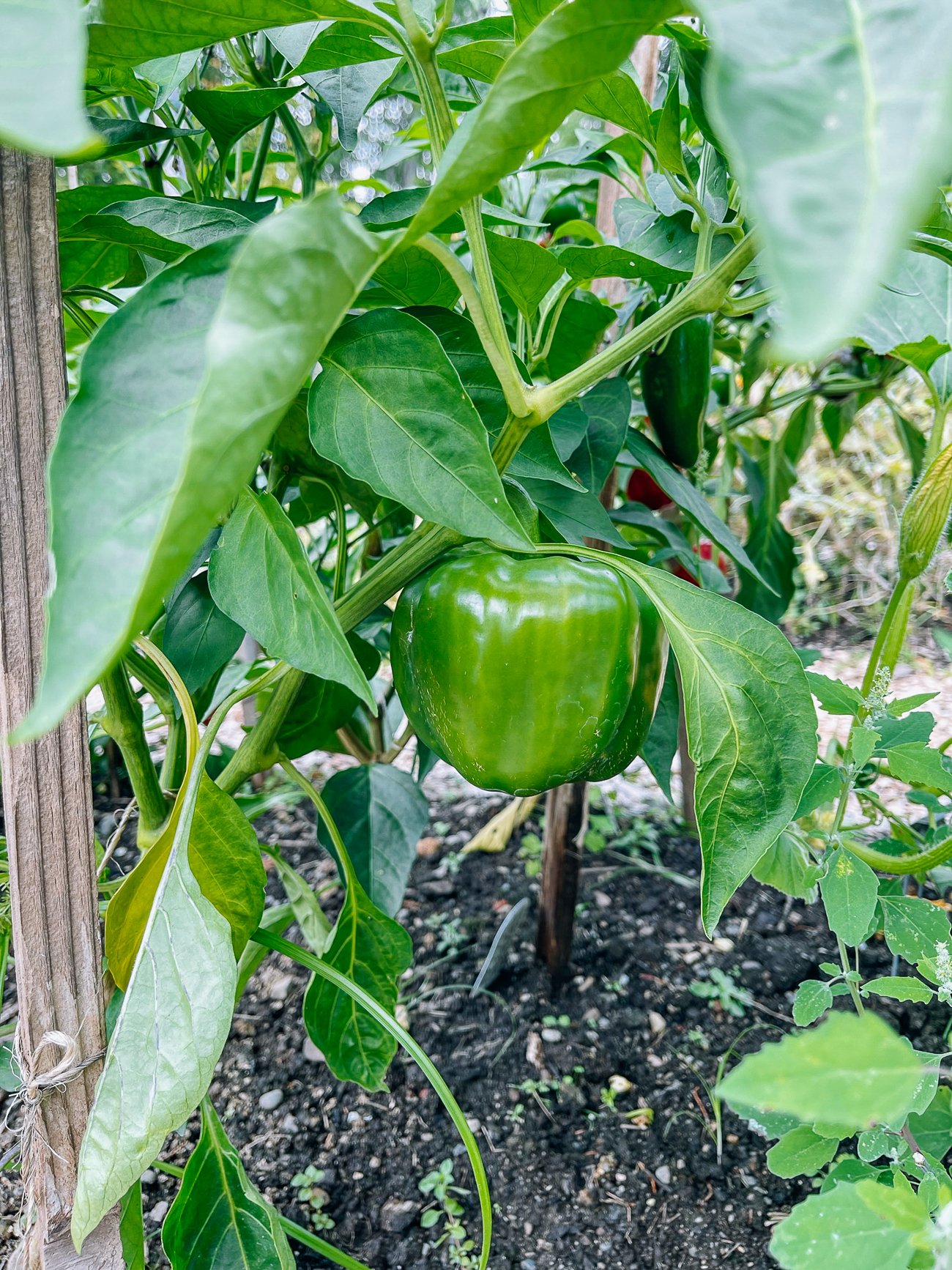 green bell pepper growing