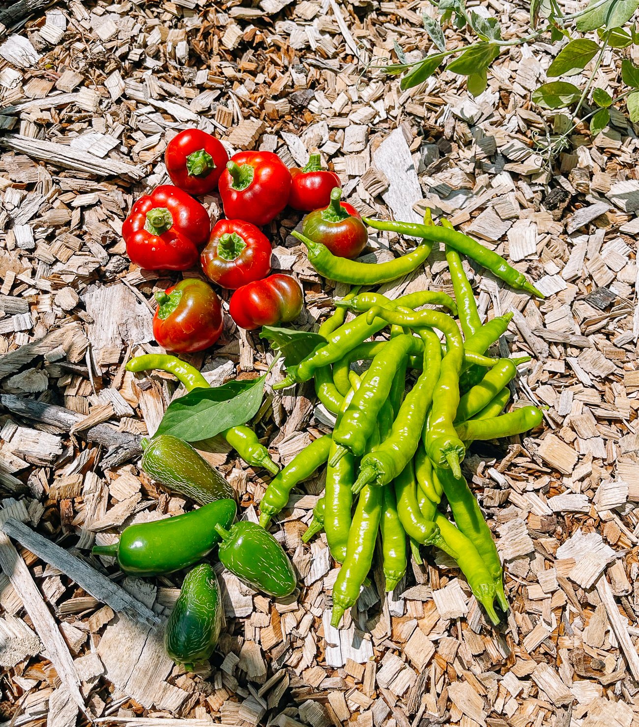 harvested peppers