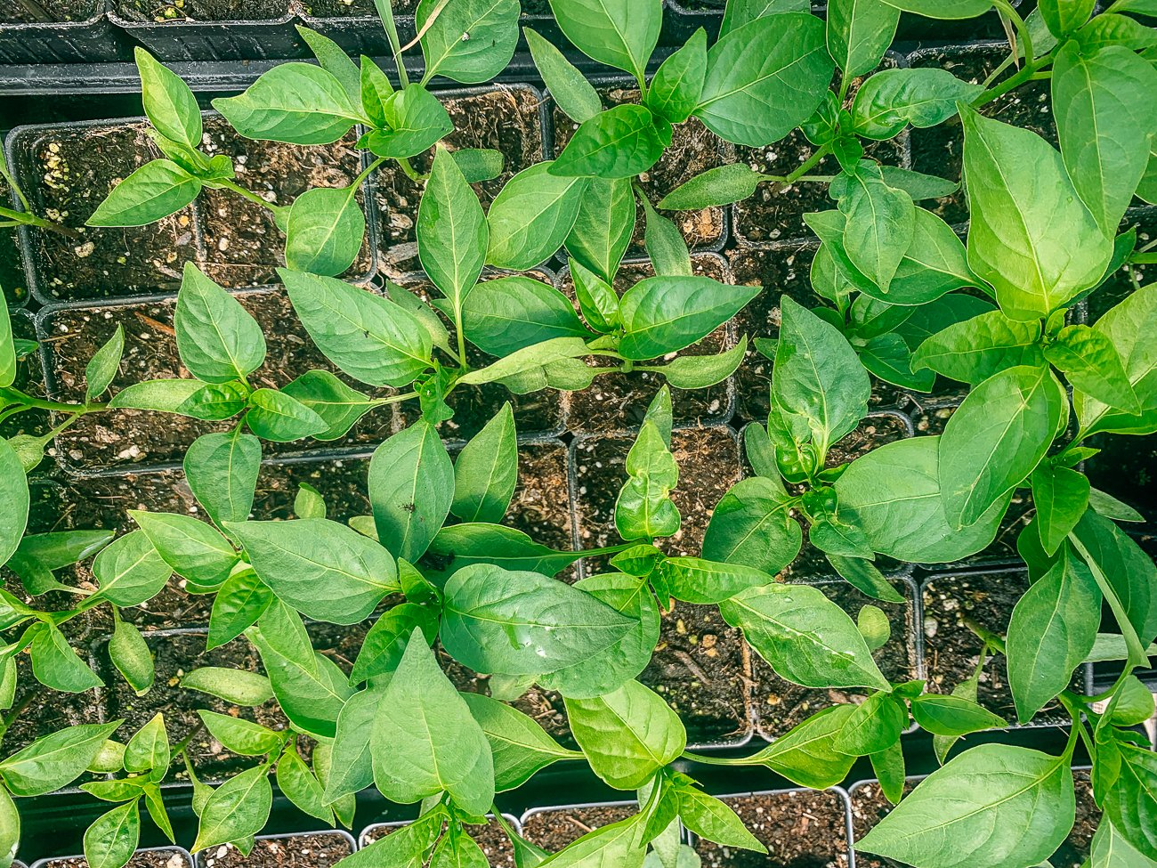 pepper seedlings in small pots