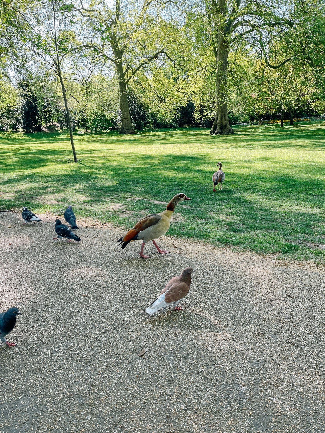 Ducks and pigeons in St. James park