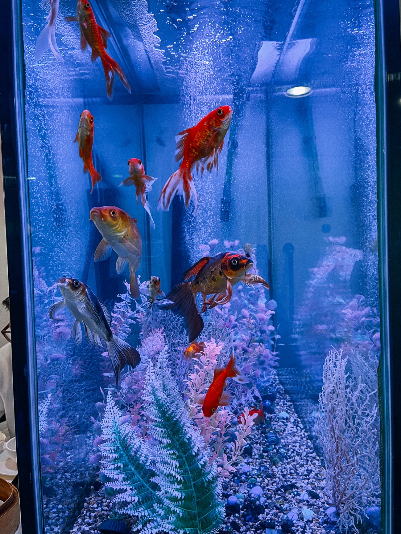 Blue fish tank with goldfish