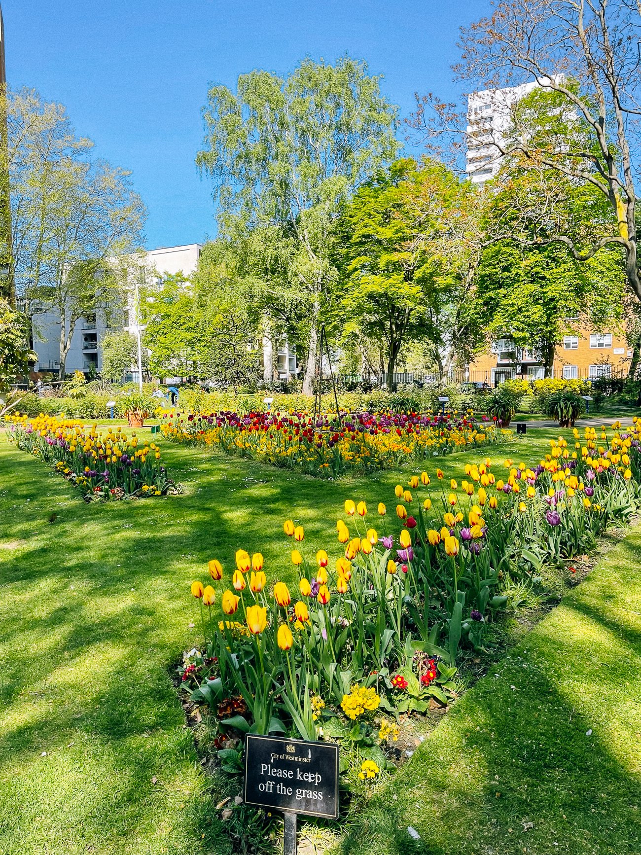 Marylebone park with tulips