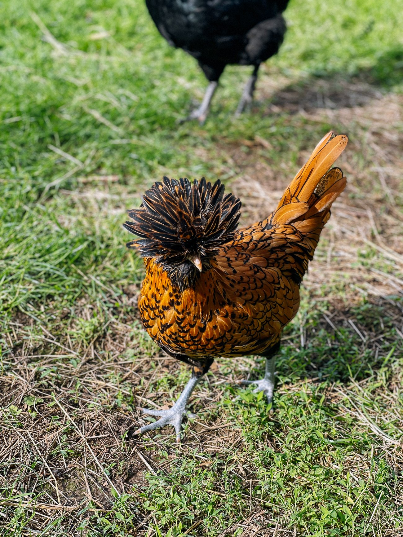 young golden laced polish hen