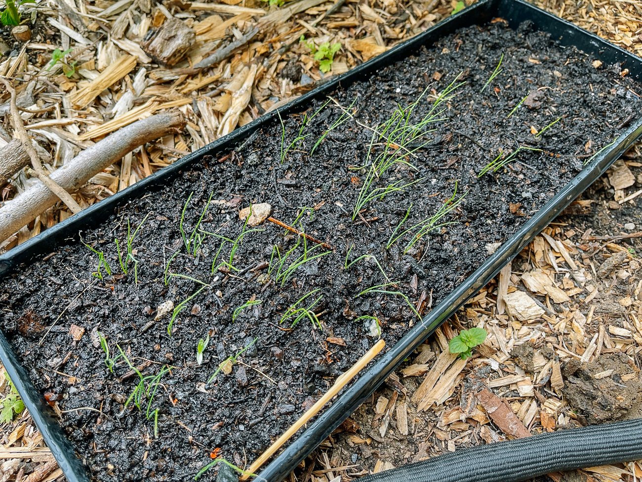 garlic chive in seed trays
