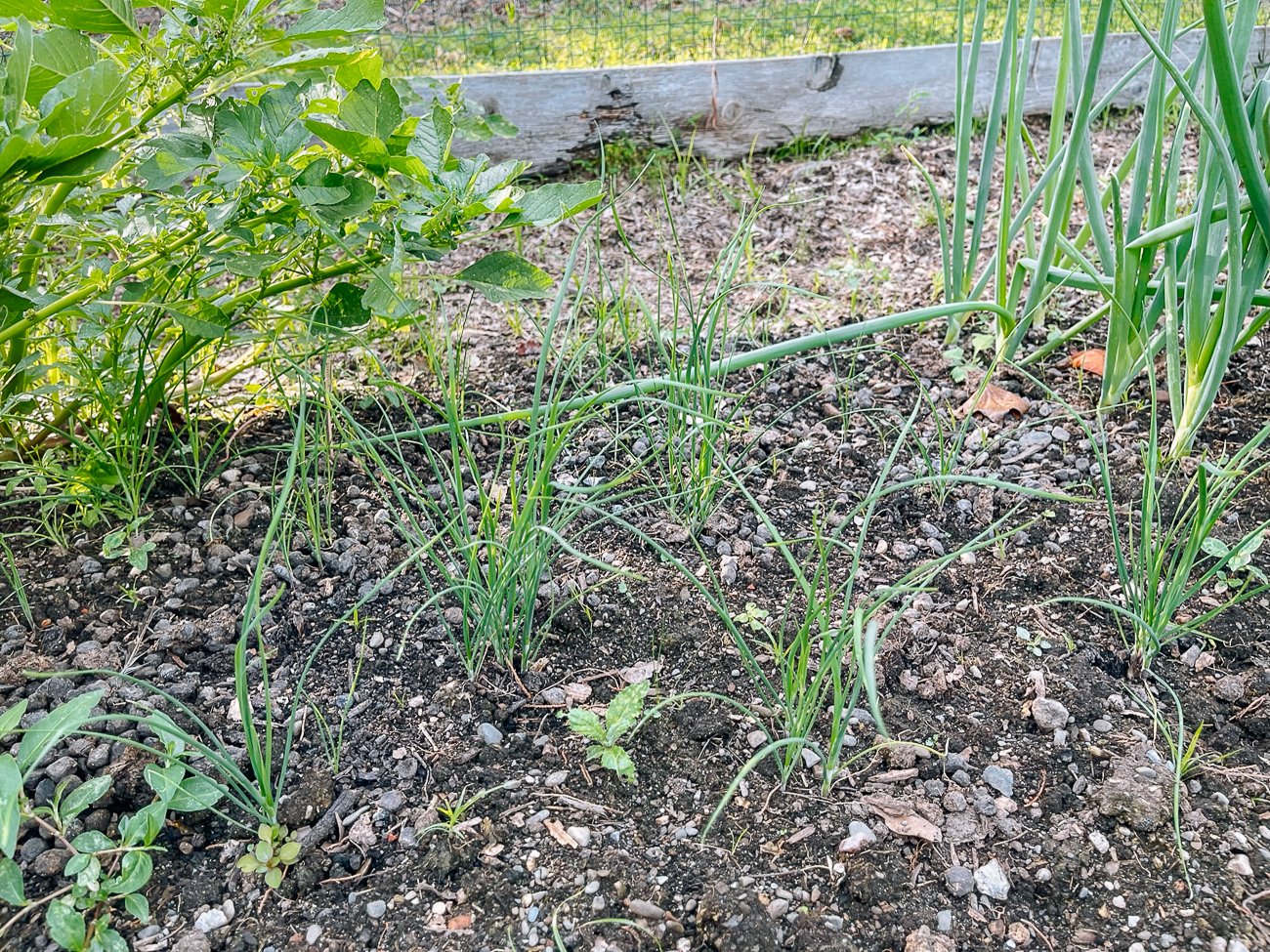 clumps of young garlic chive plants